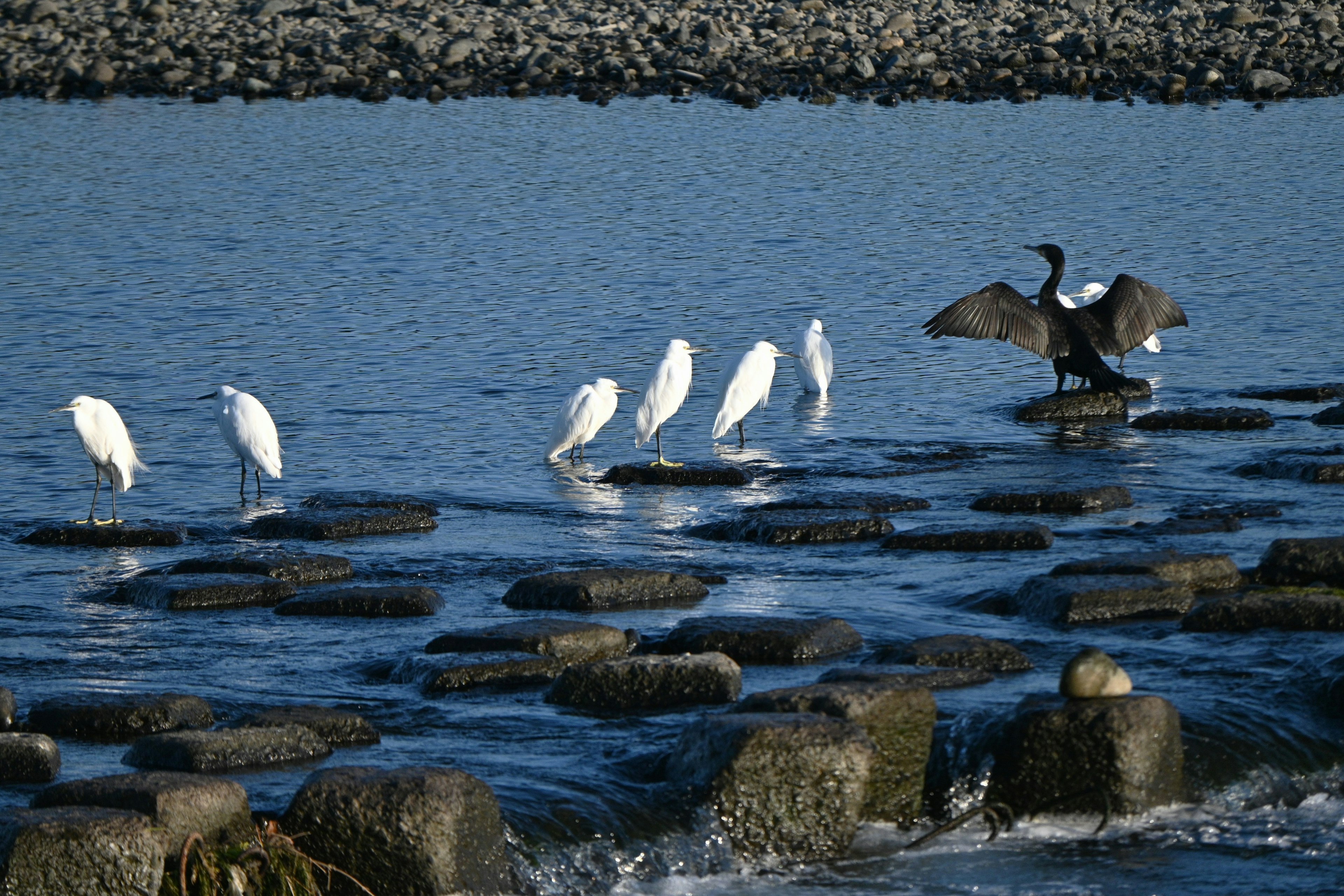 Aves blancas de pie sobre rocas junto al agua con un ave negra extendiendo sus alas