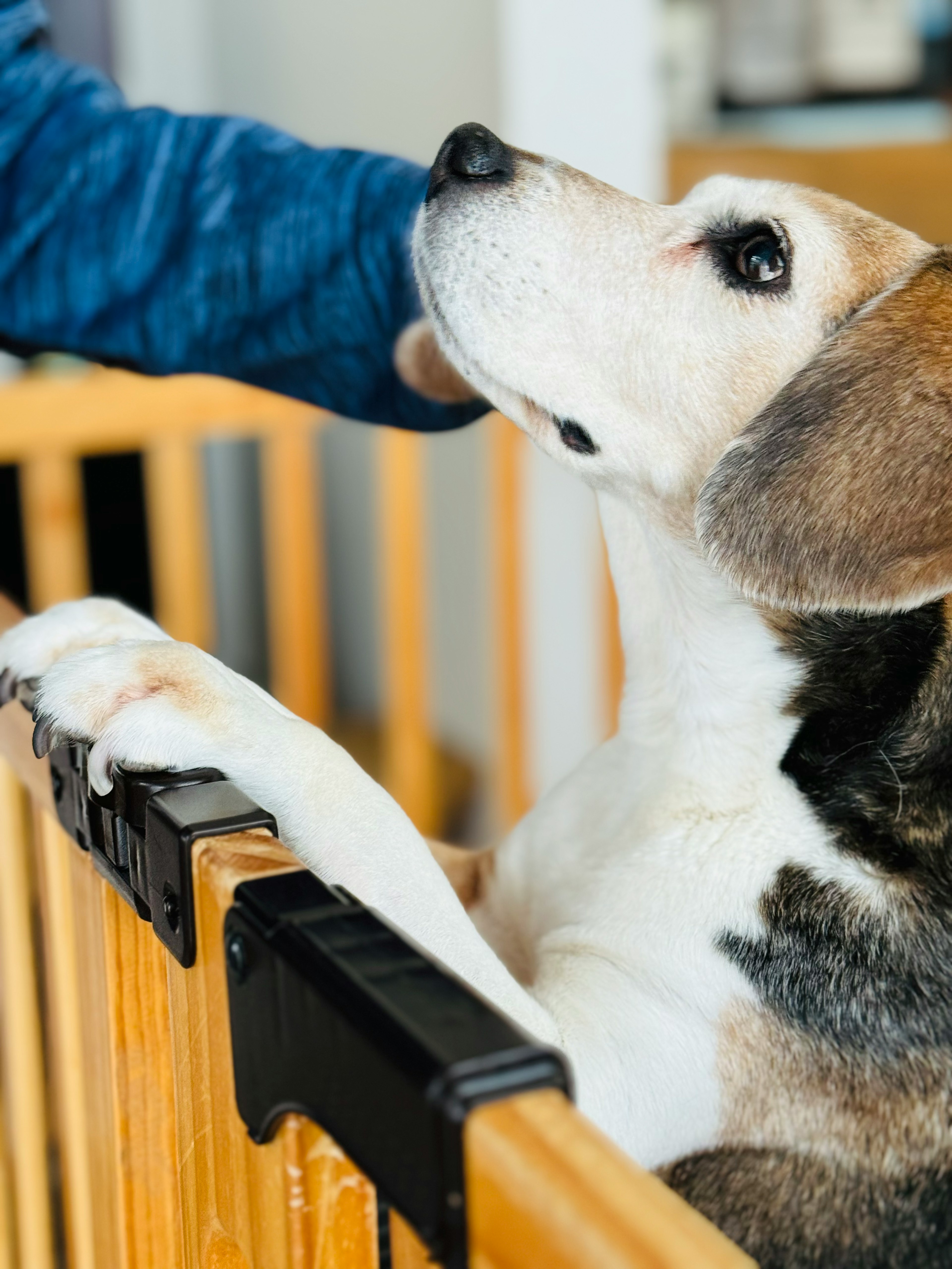 犬がゲートの上に前足を置いている様子