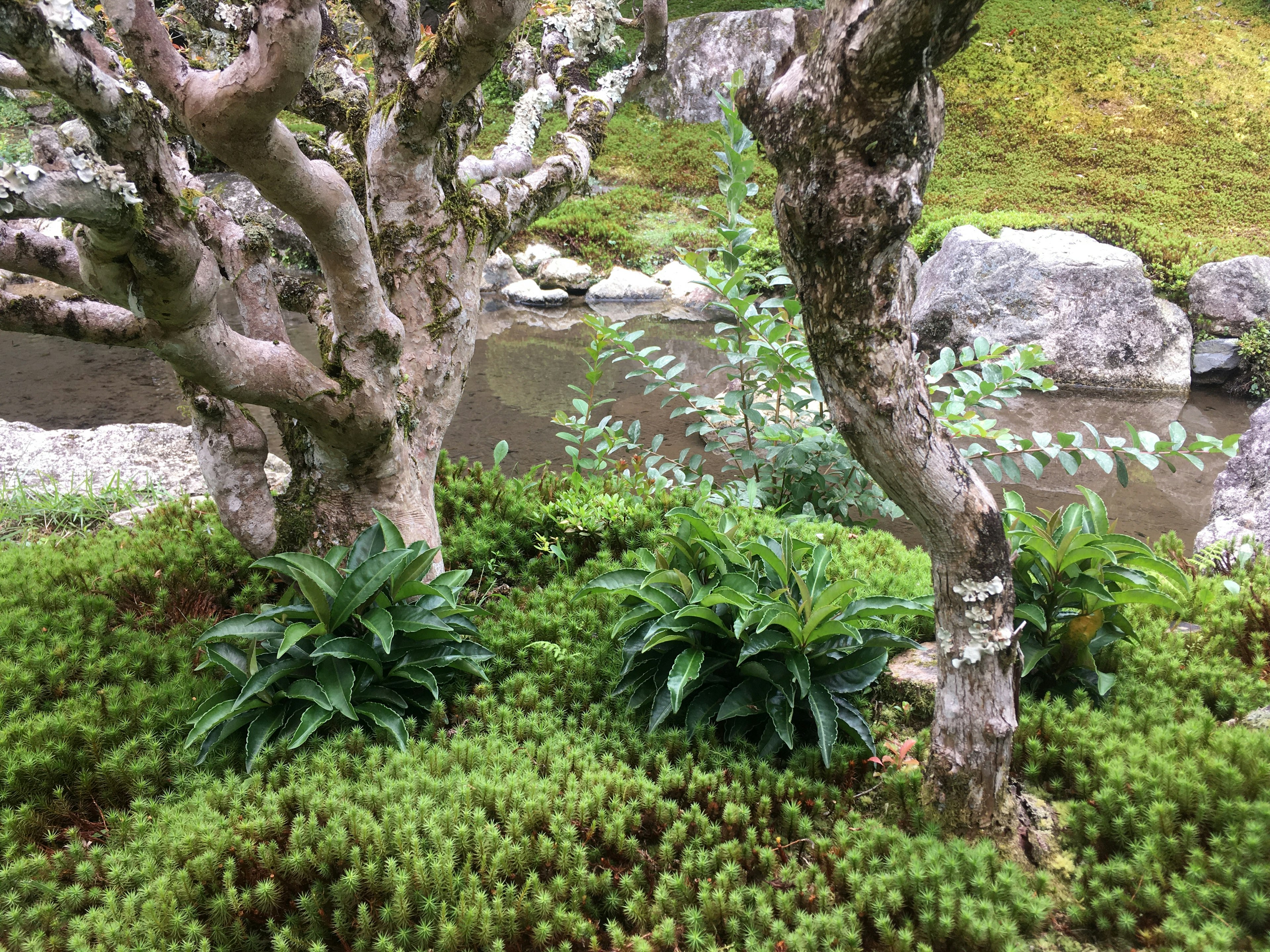 小川の近くにある古い樹木と緑豊かな植物の風景