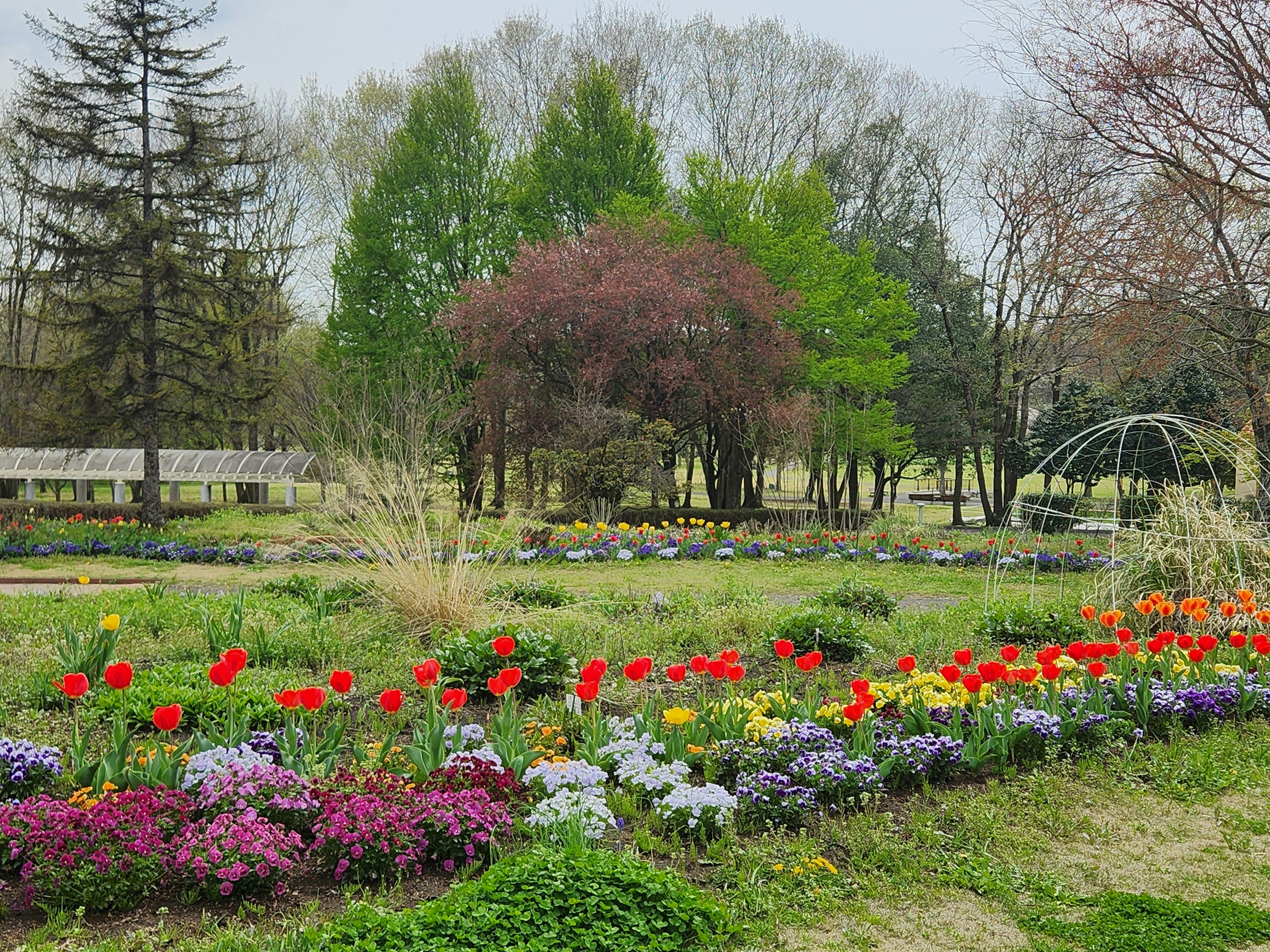 色とりどりの花が咲く公園の風景 緑の木々と赤いチューリップが目を引く