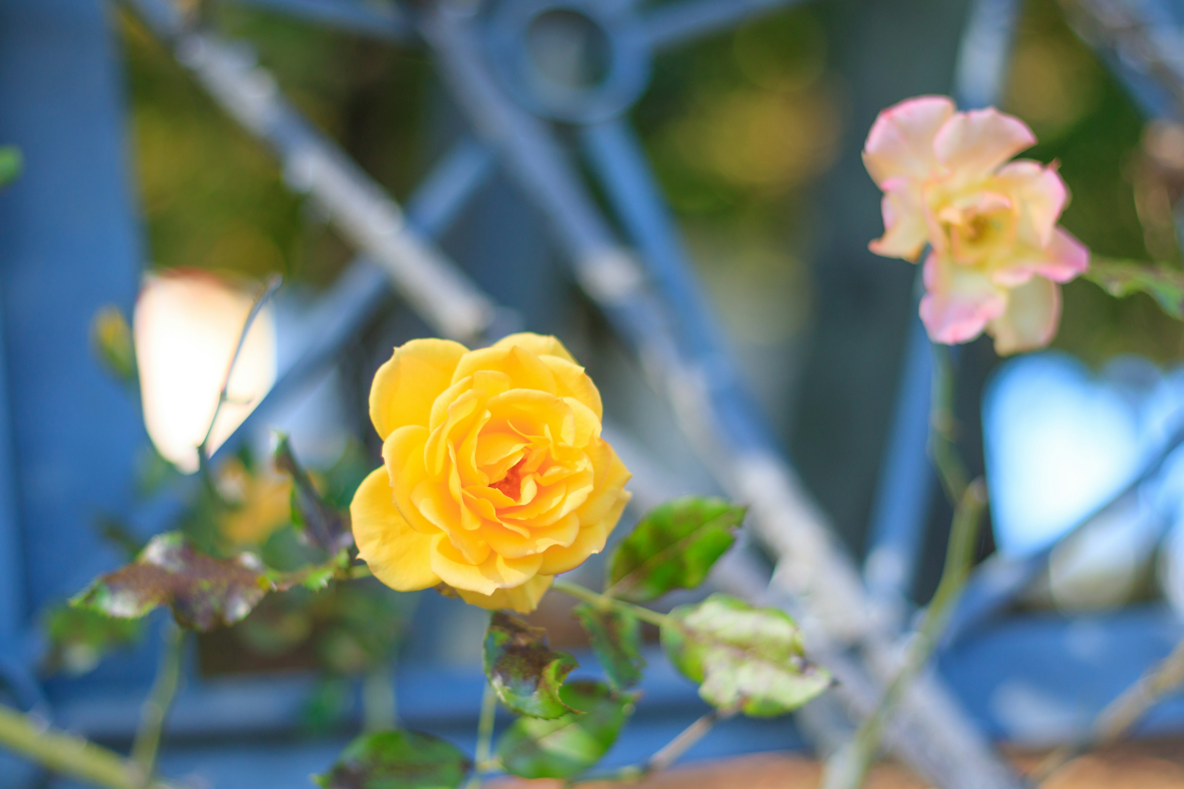 Yellow rose and pink rose blooming in front of a blue fence