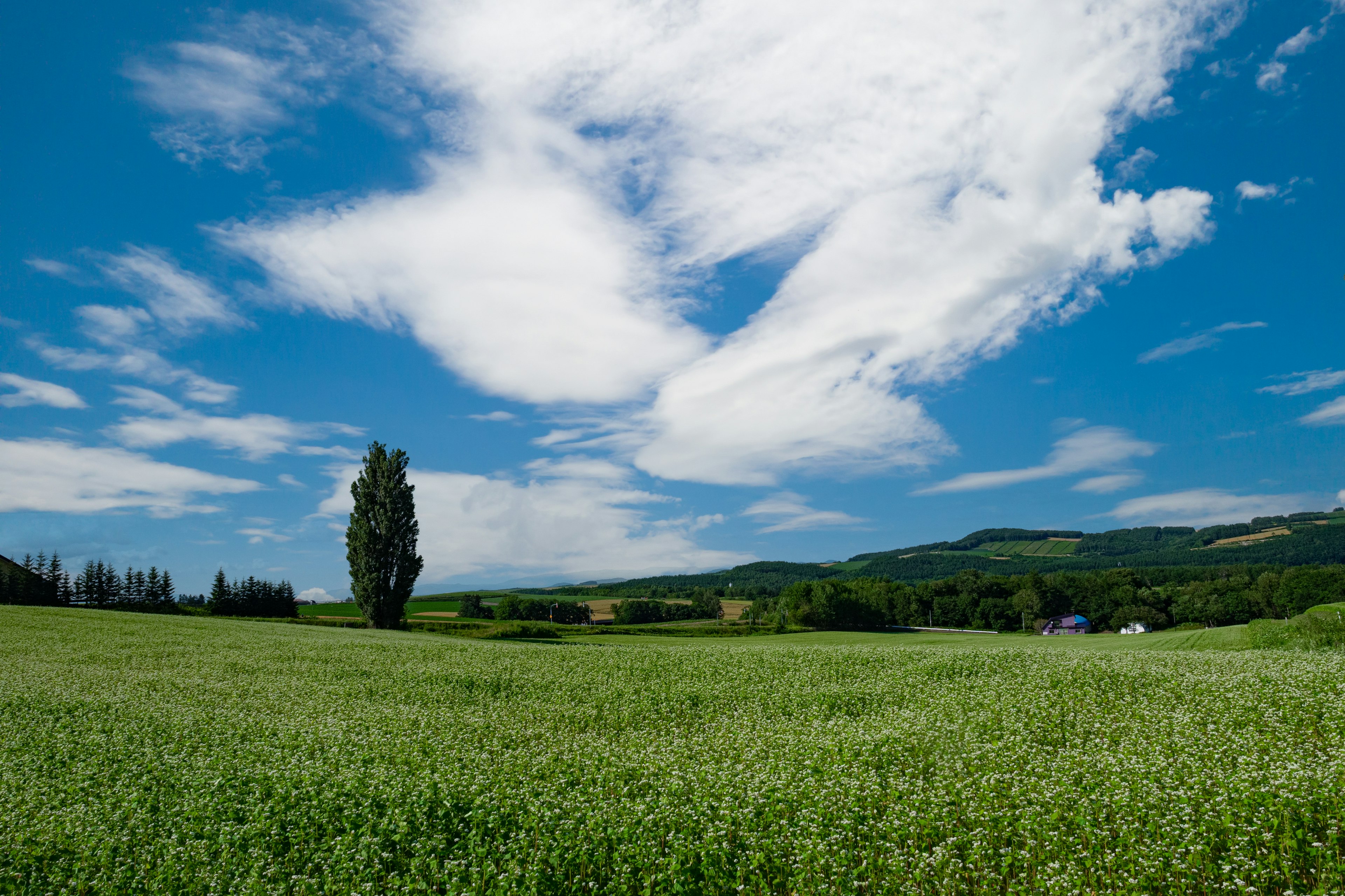 Lanskap luas dengan langit biru dan awan putih ladang hijau dan satu pohon