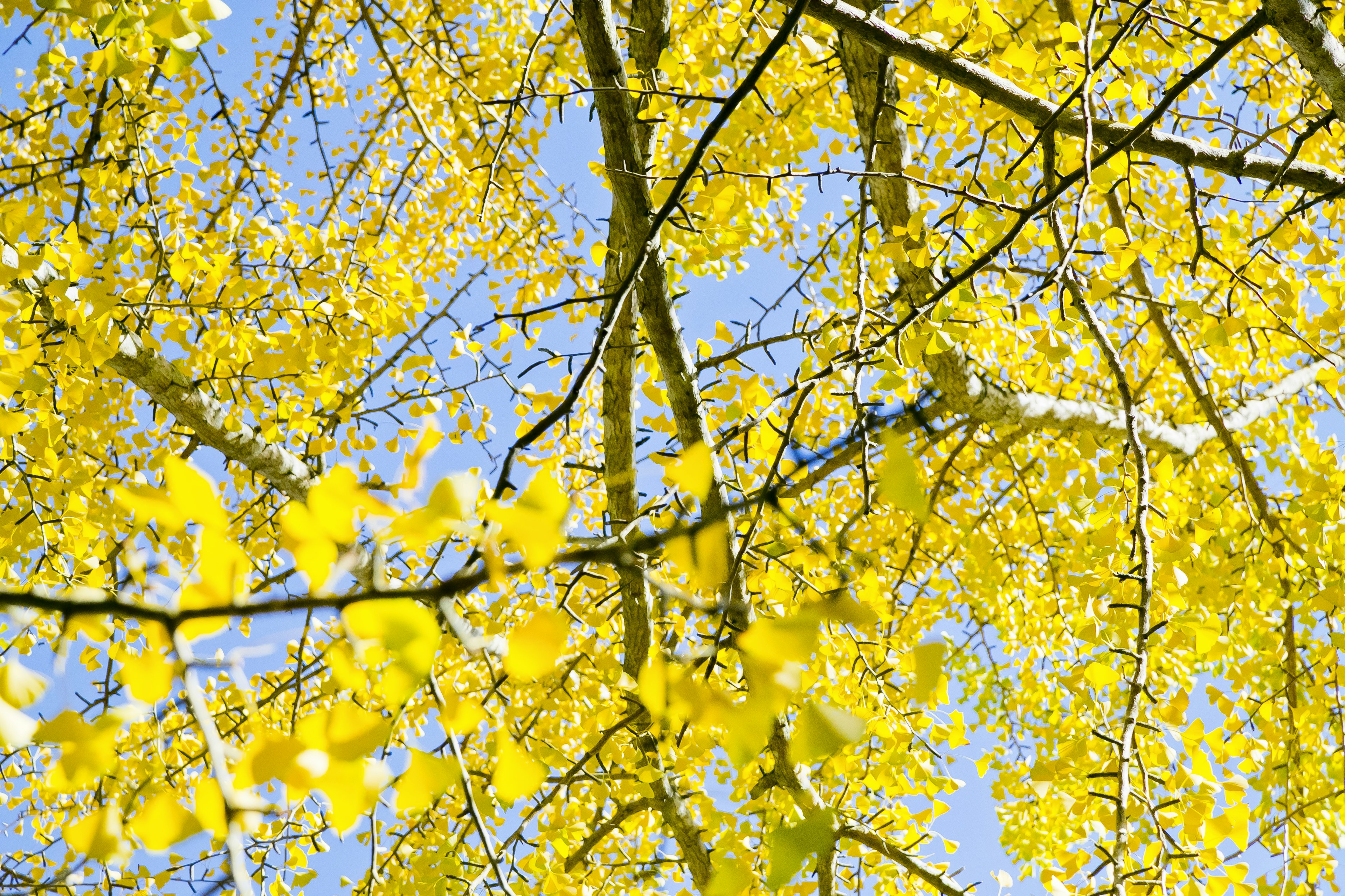 Close-up of yellow leaves and branches against a blue sky