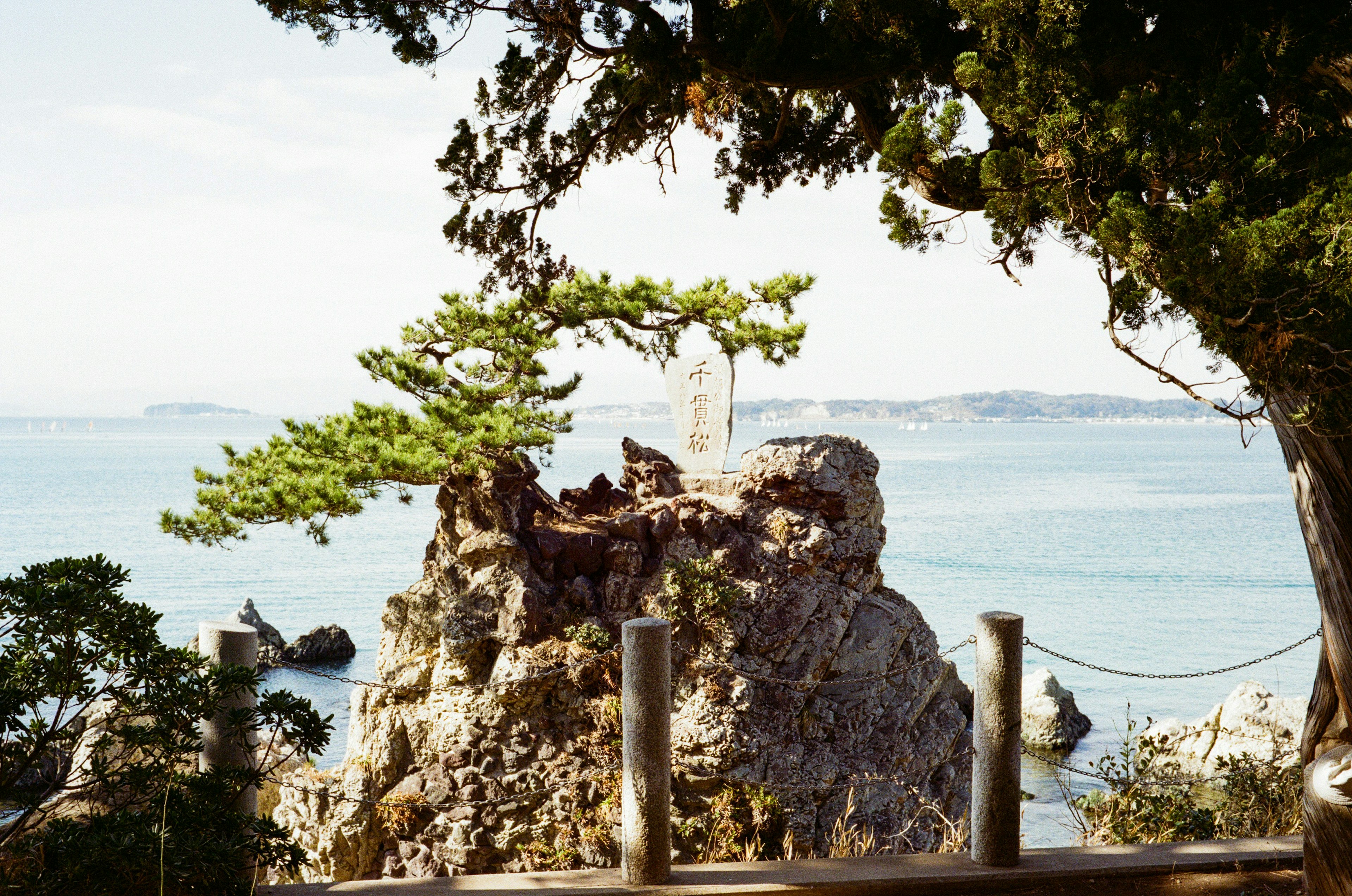 Vista escénica de un árbol en una roca rodeada de agua