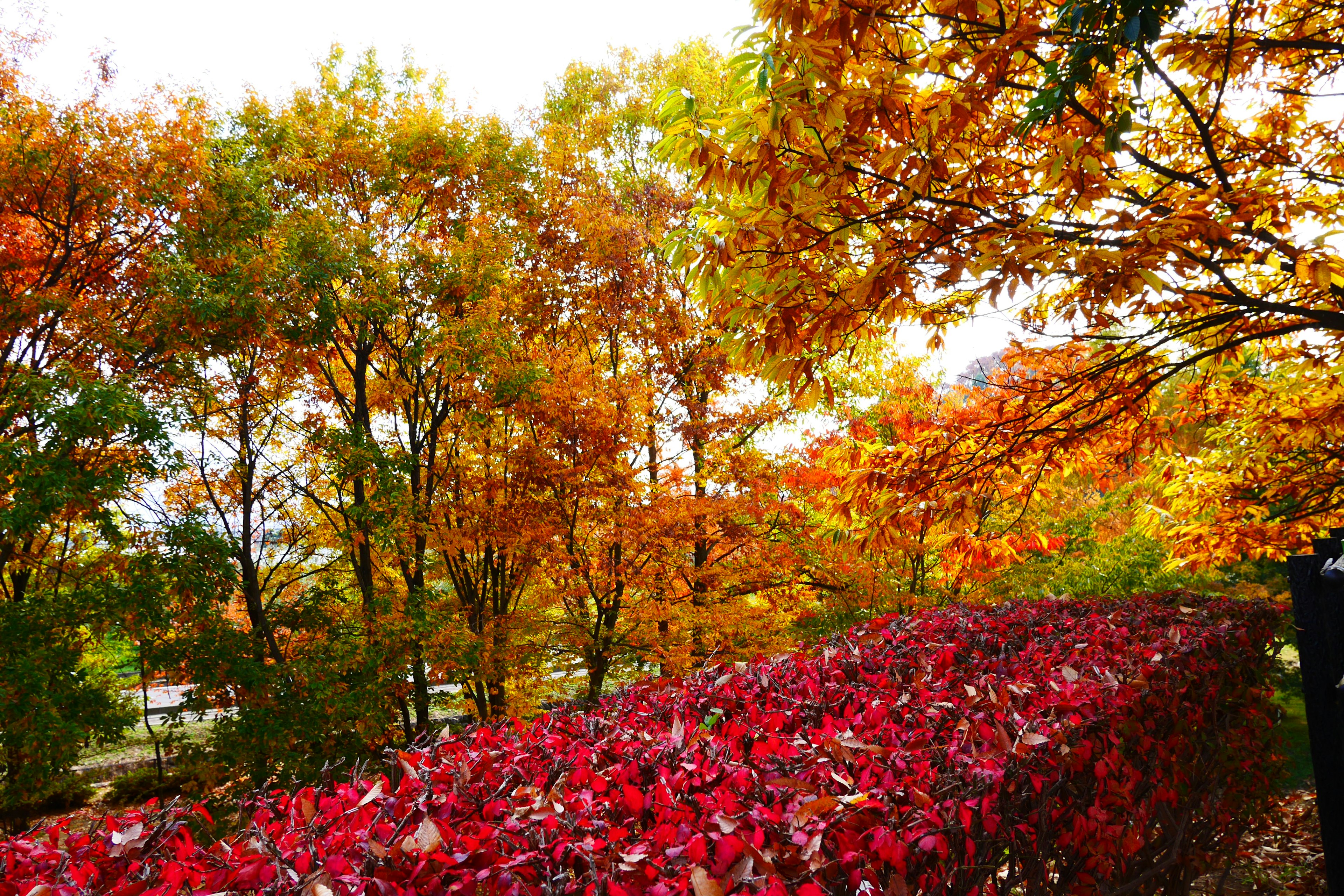 Paesaggio autunnale colorato con una siepe di foglie rosse e alberi gialli