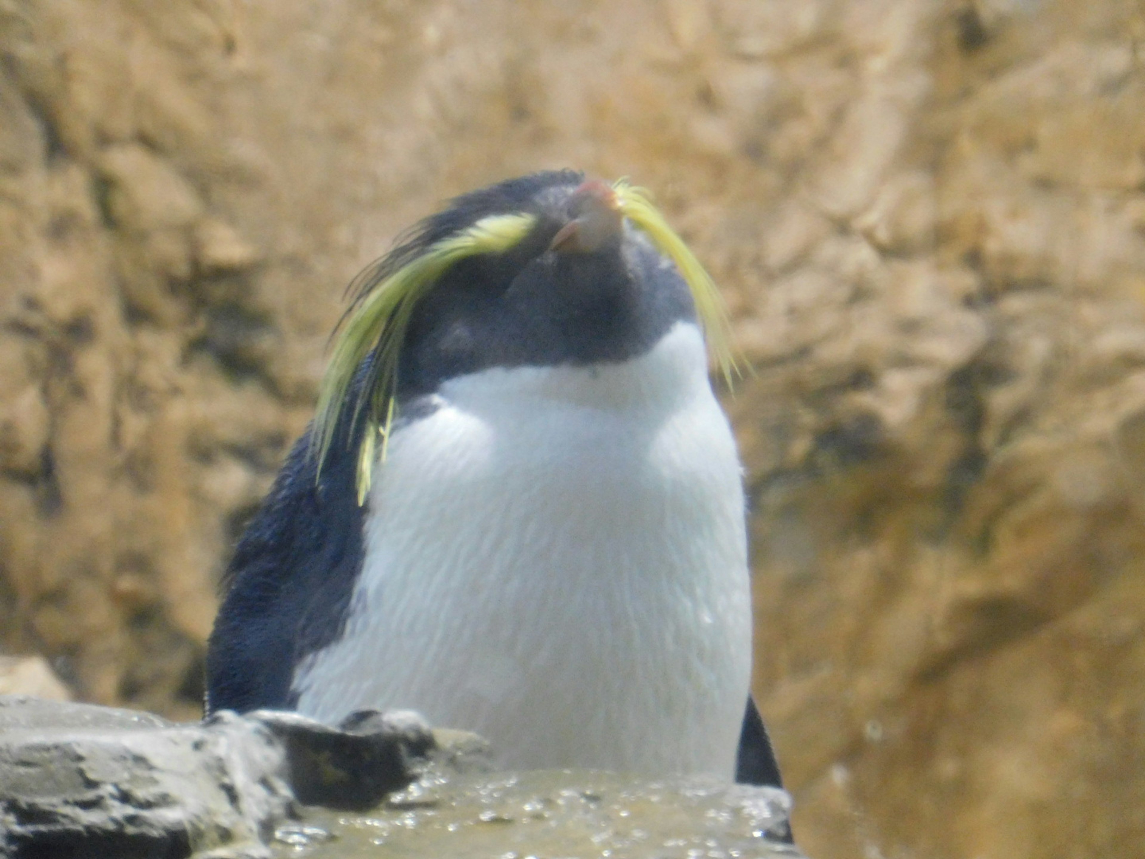 Nahaufnahme eines Pinguins mit charakteristischen gelben Federn