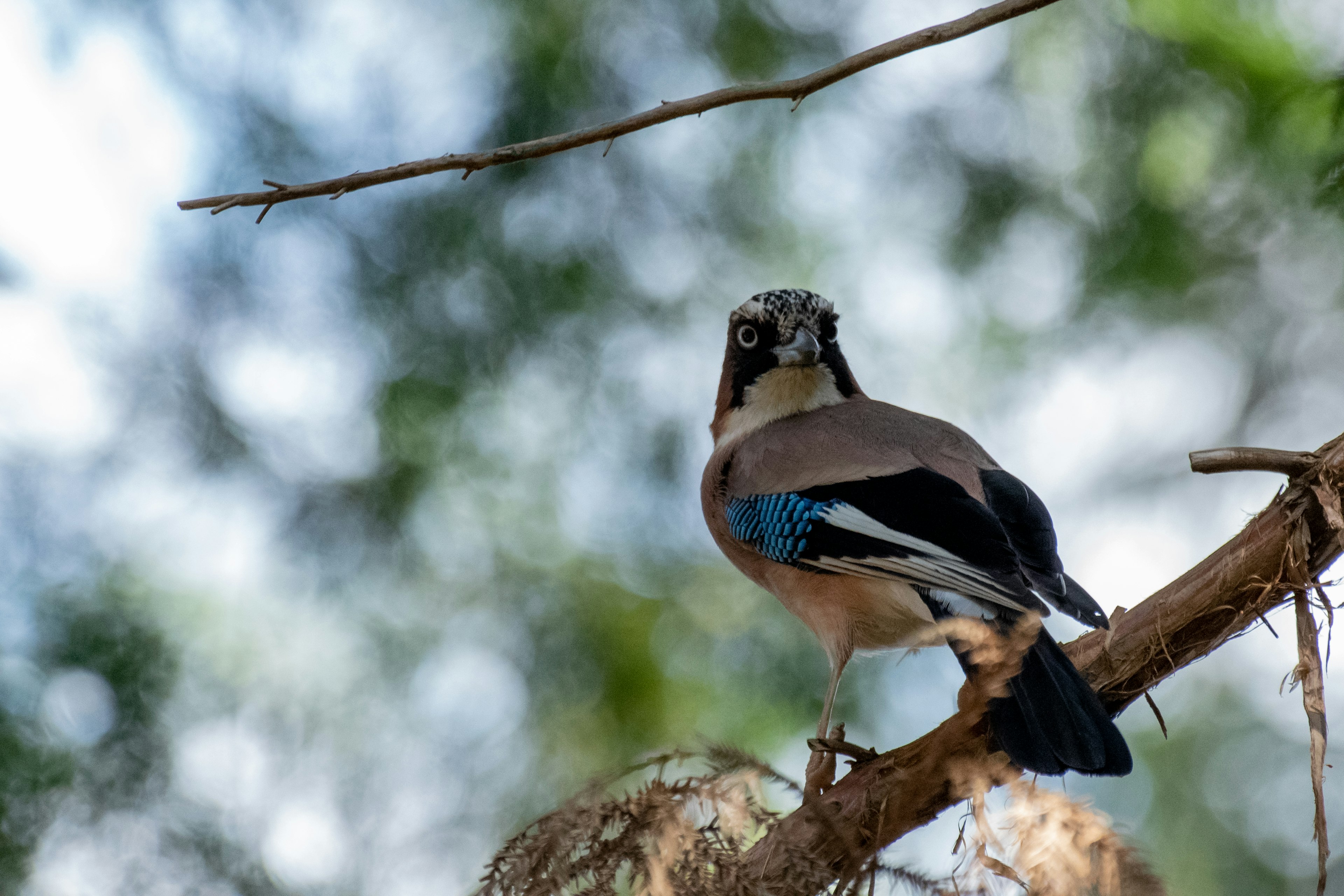 Close-up of a bird with blue feathers perched on a tree branch