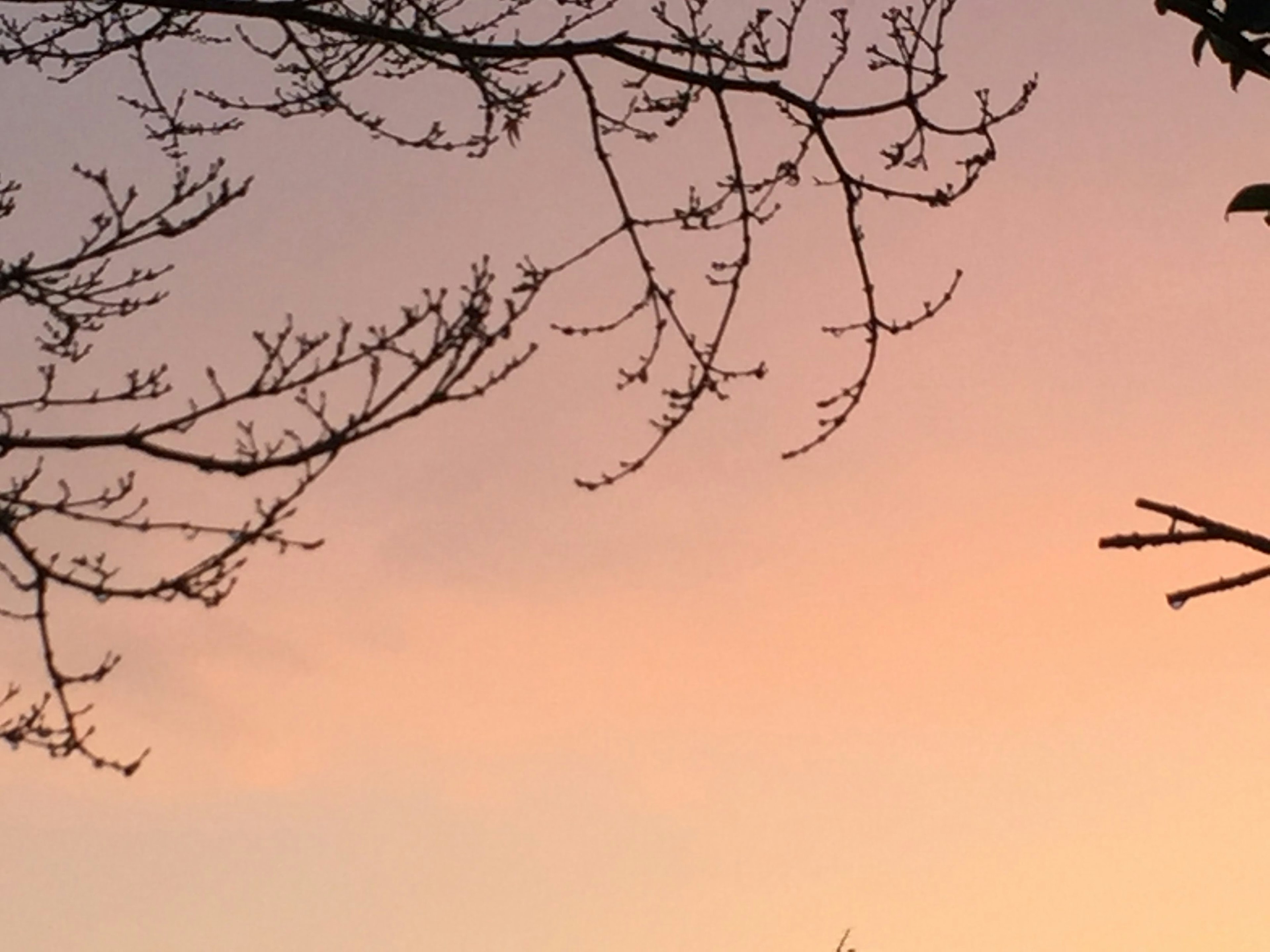 Silhouetted branches against a soft pastel sunset sky