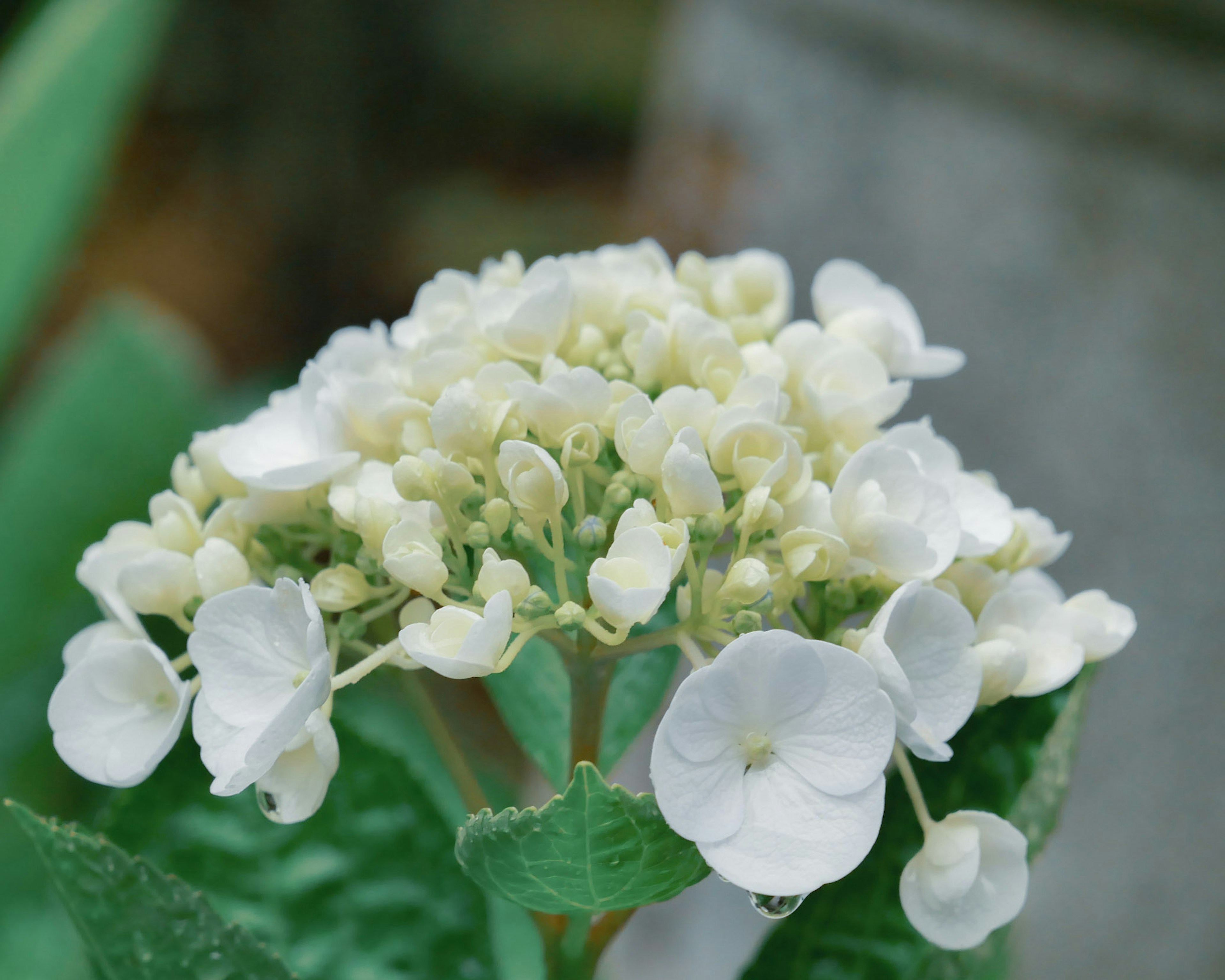 Nahaufnahme von weißen Hortensienblüten mit grünen Blättern