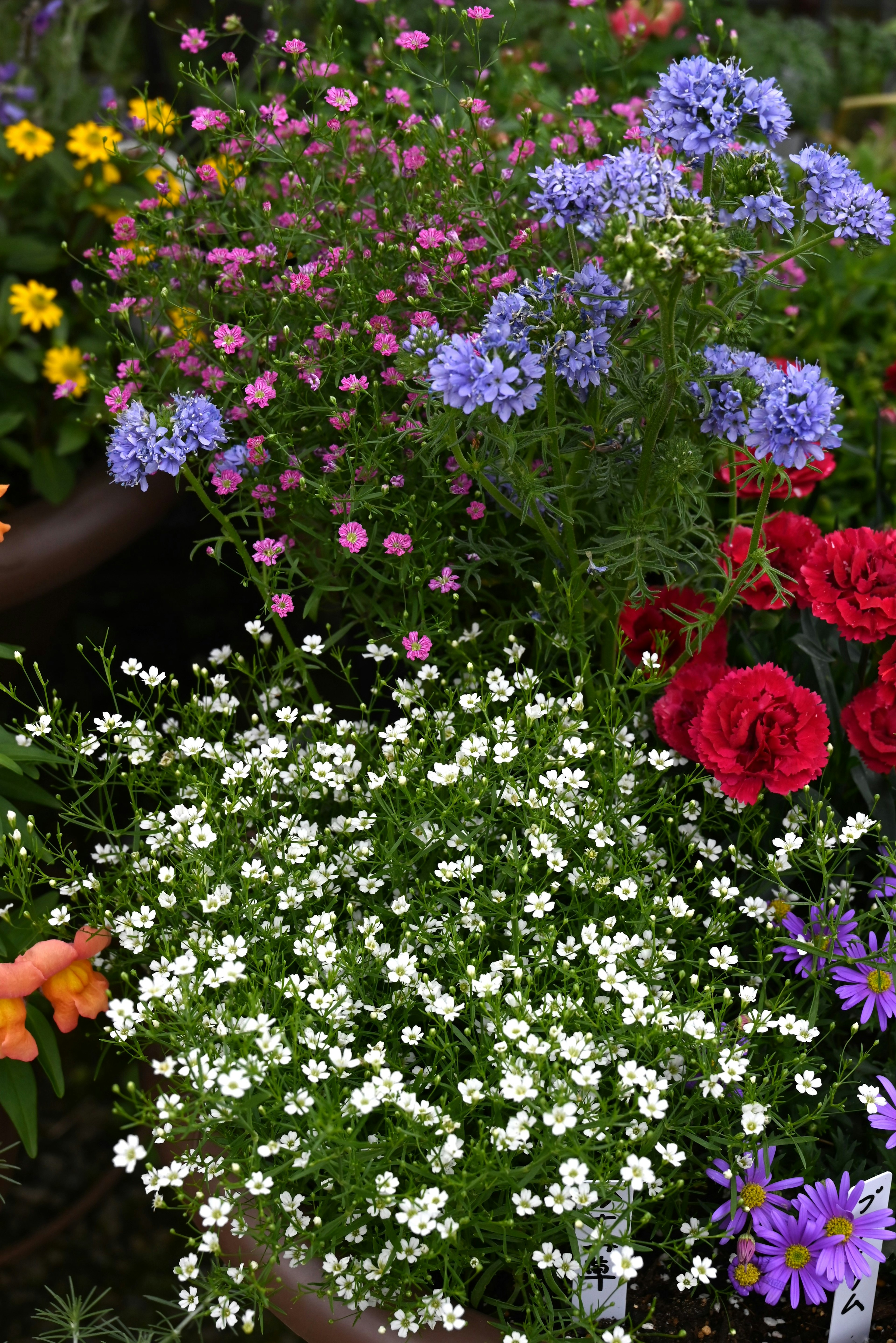 Primo piano di un'aiuola con fiori colorati