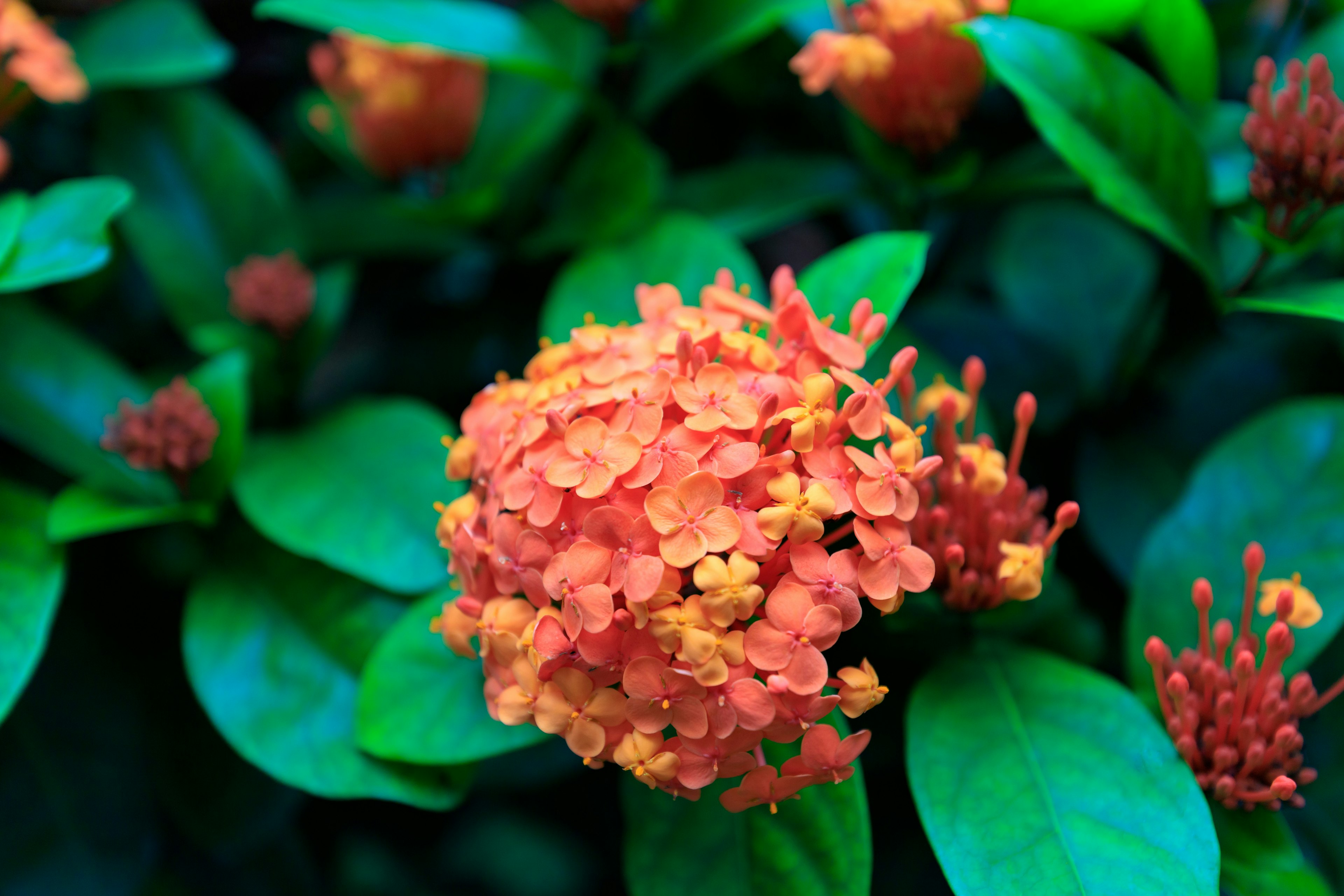 绿色叶子植物上鲜艳橙色花朵的特写