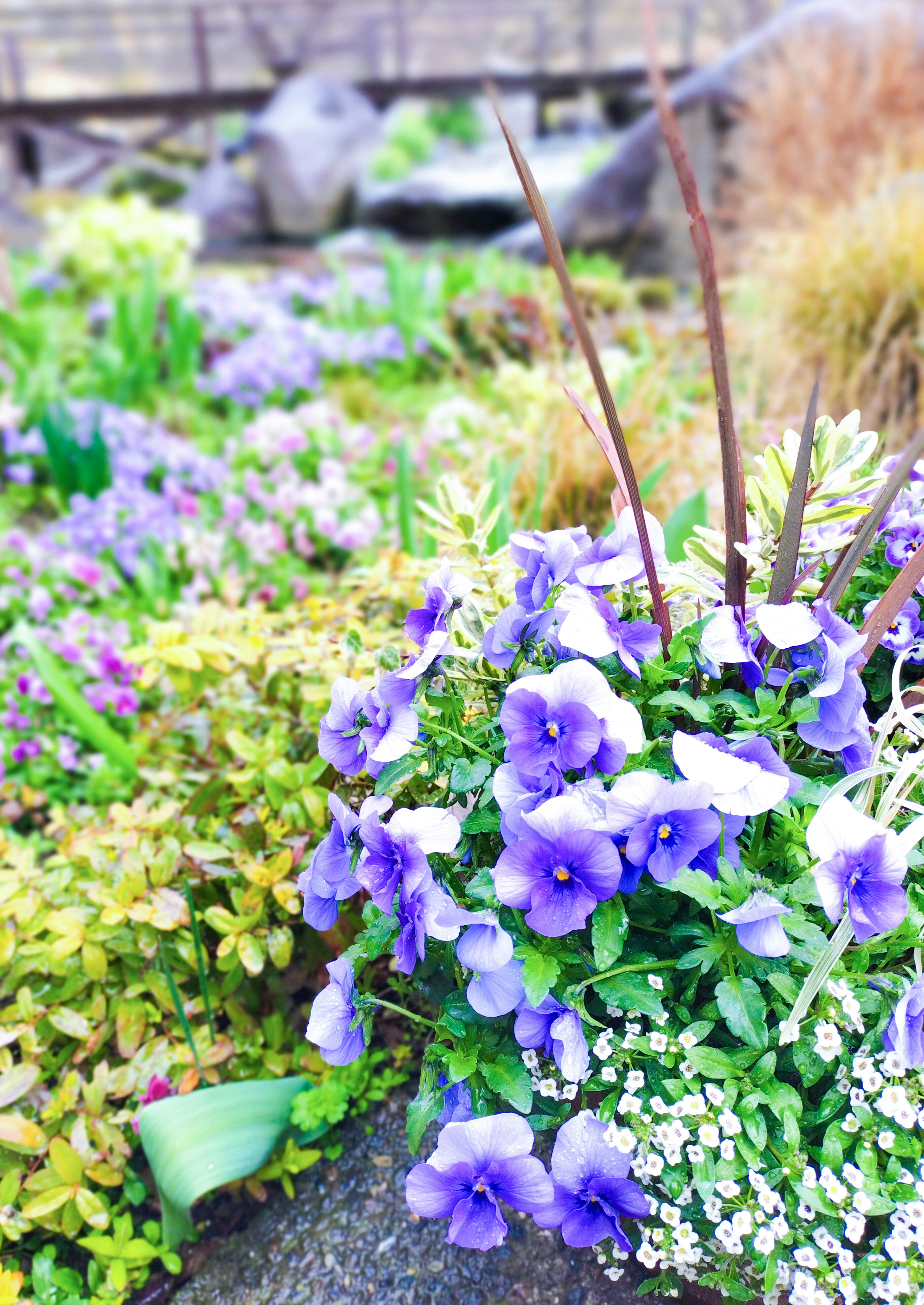 Vibrant garden scene featuring purple pansies among lush greenery