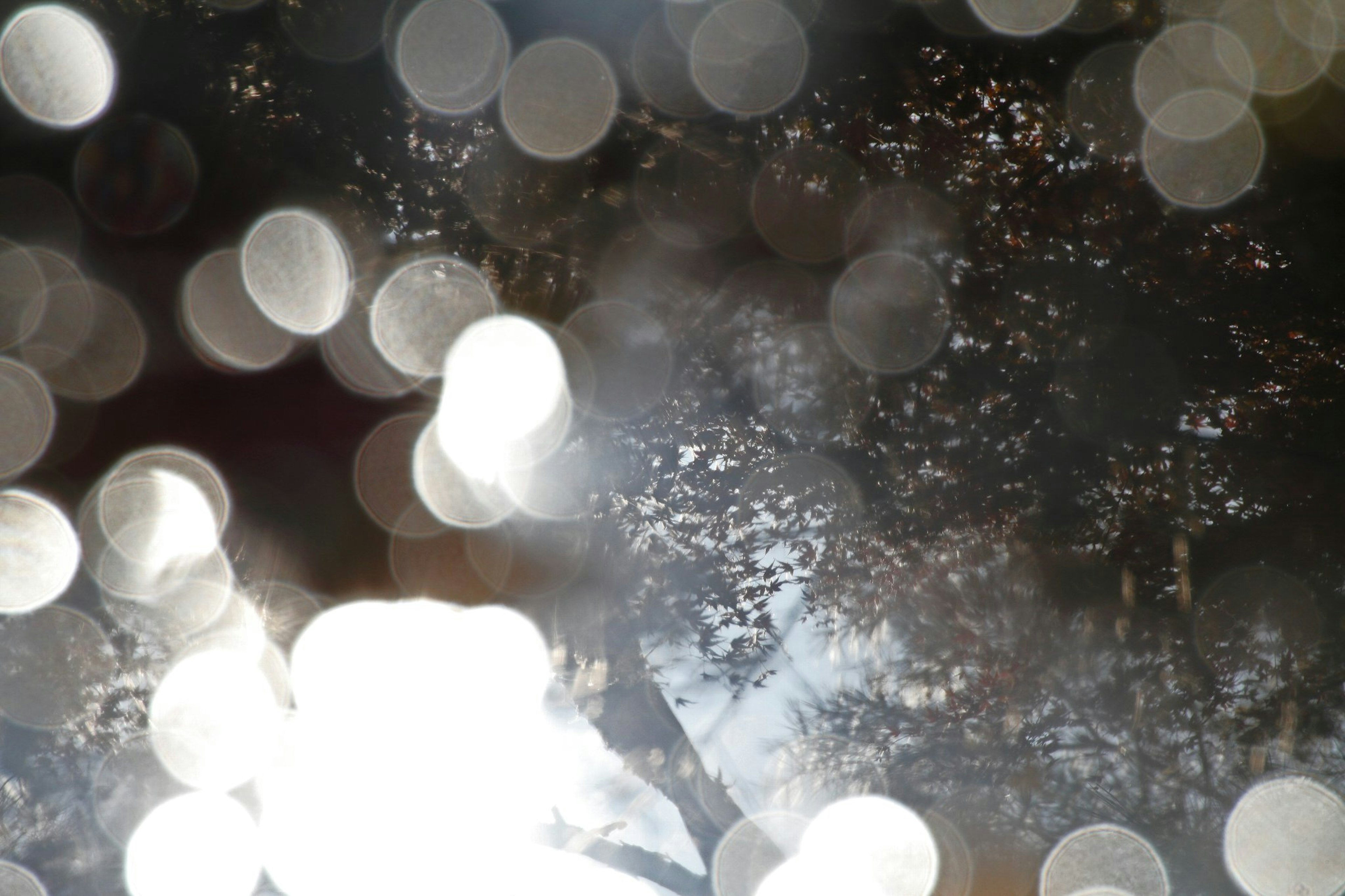 Blurred silhouette of trees with soft light and bokeh effect