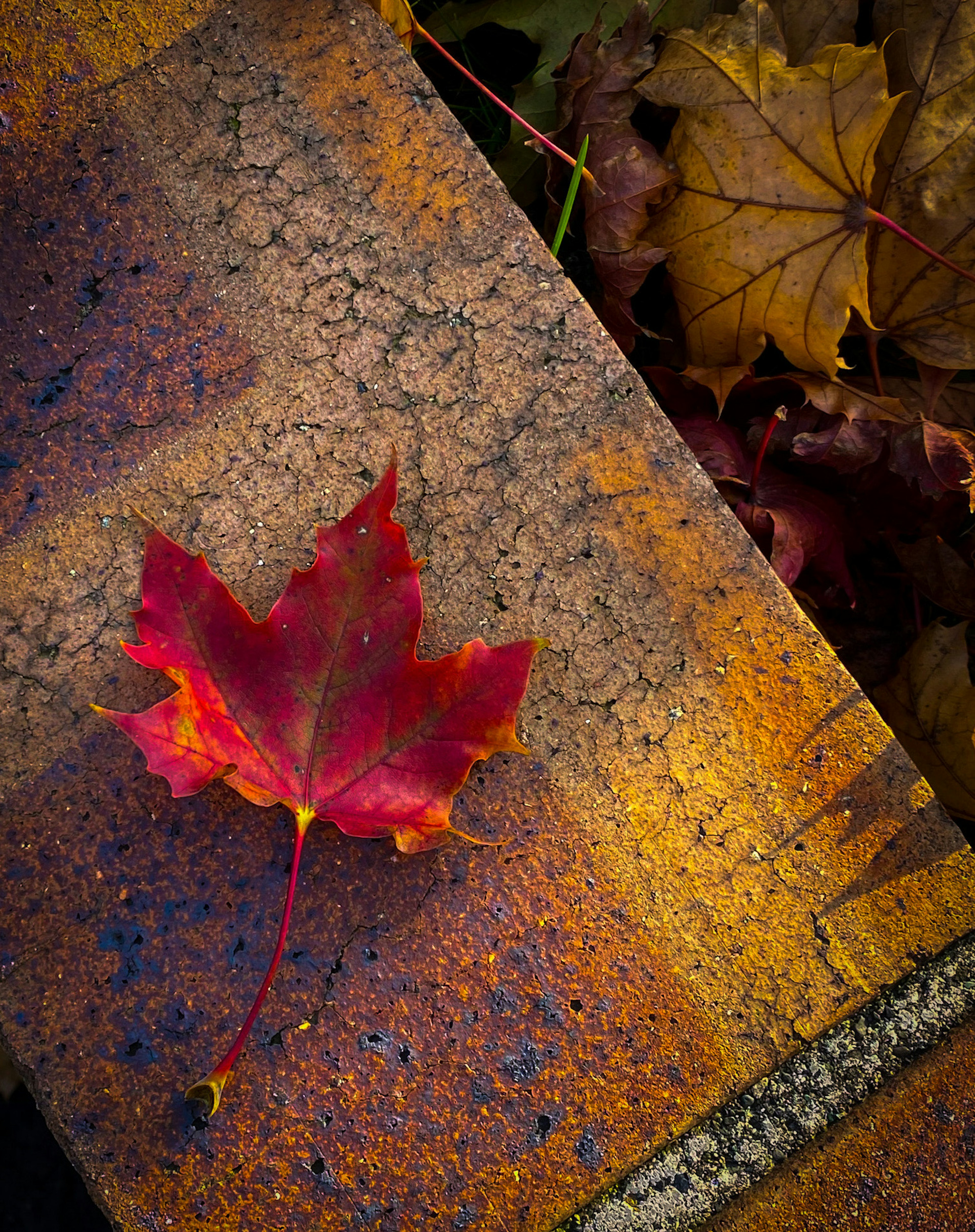 Une feuille d'érable rouge vif reposant sur une surface en brique