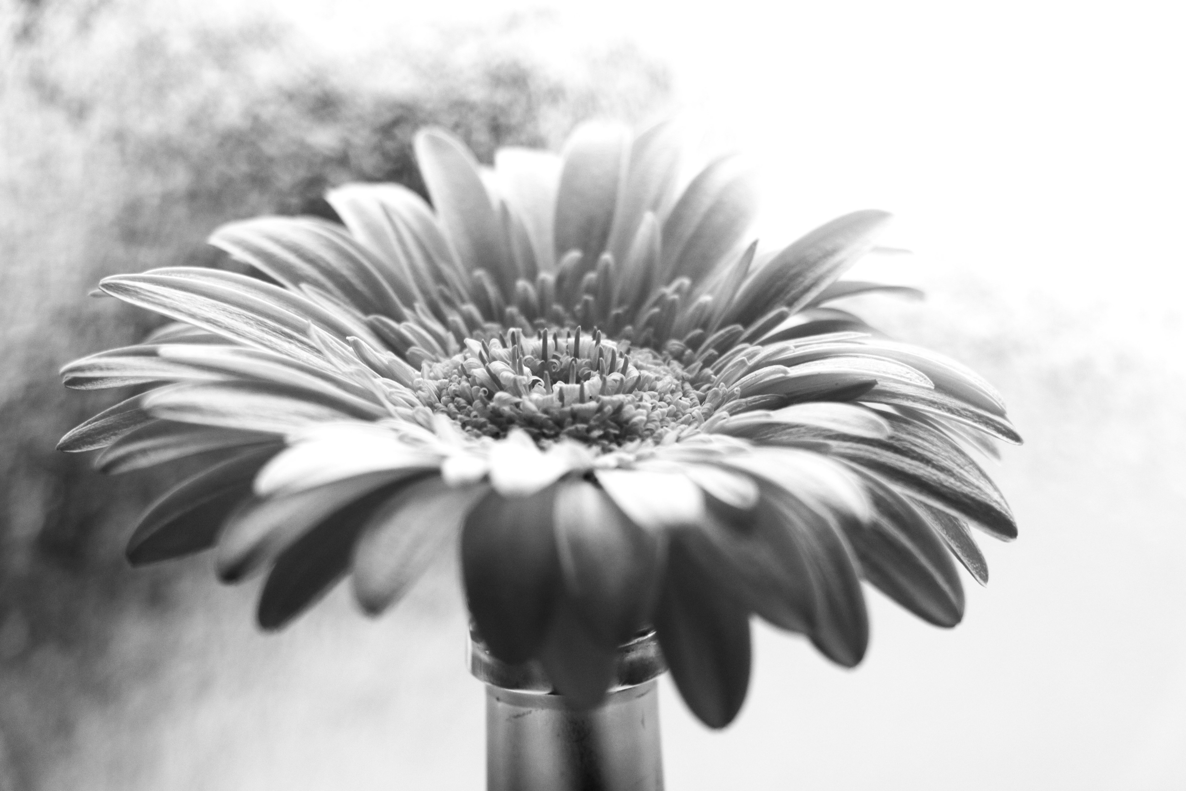 Gros plan d'une fleur en noir et blanc avec une belle marguerite aux pétales et au centre proéminents