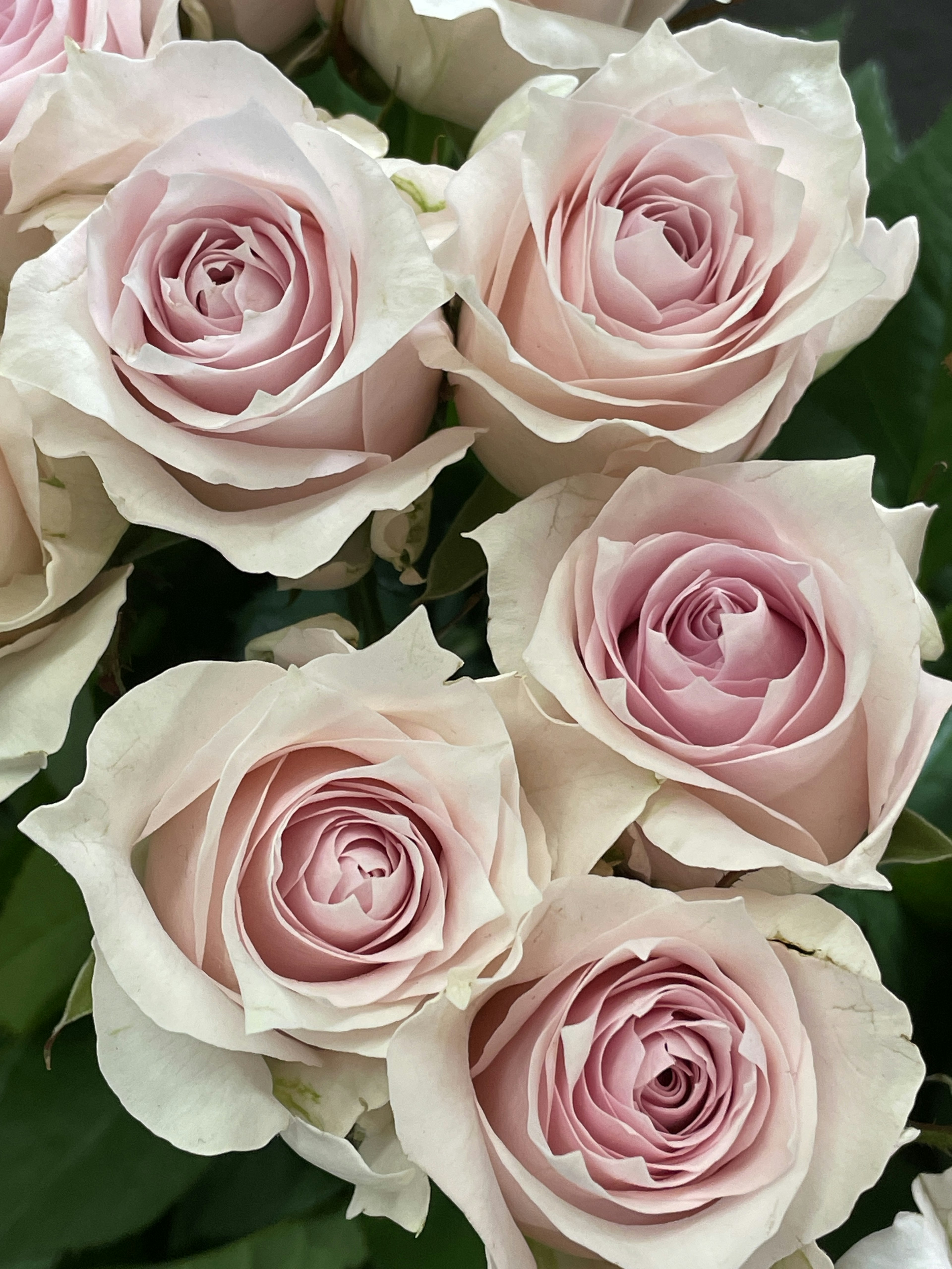 Un bouquet de roses roses pâles disposé avec soin