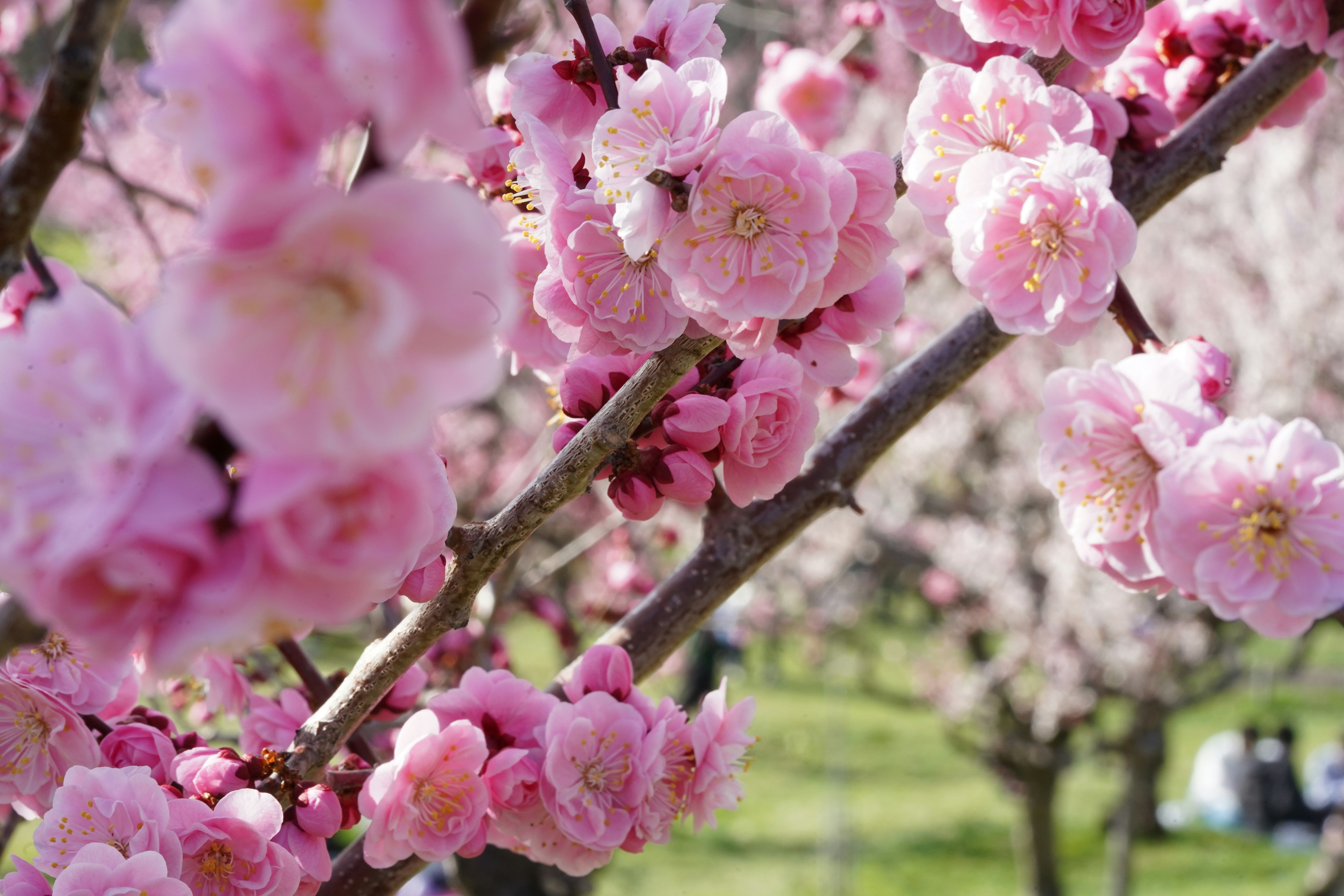 Nahaufnahme von Kirschbaumzweigen mit rosa Blüten