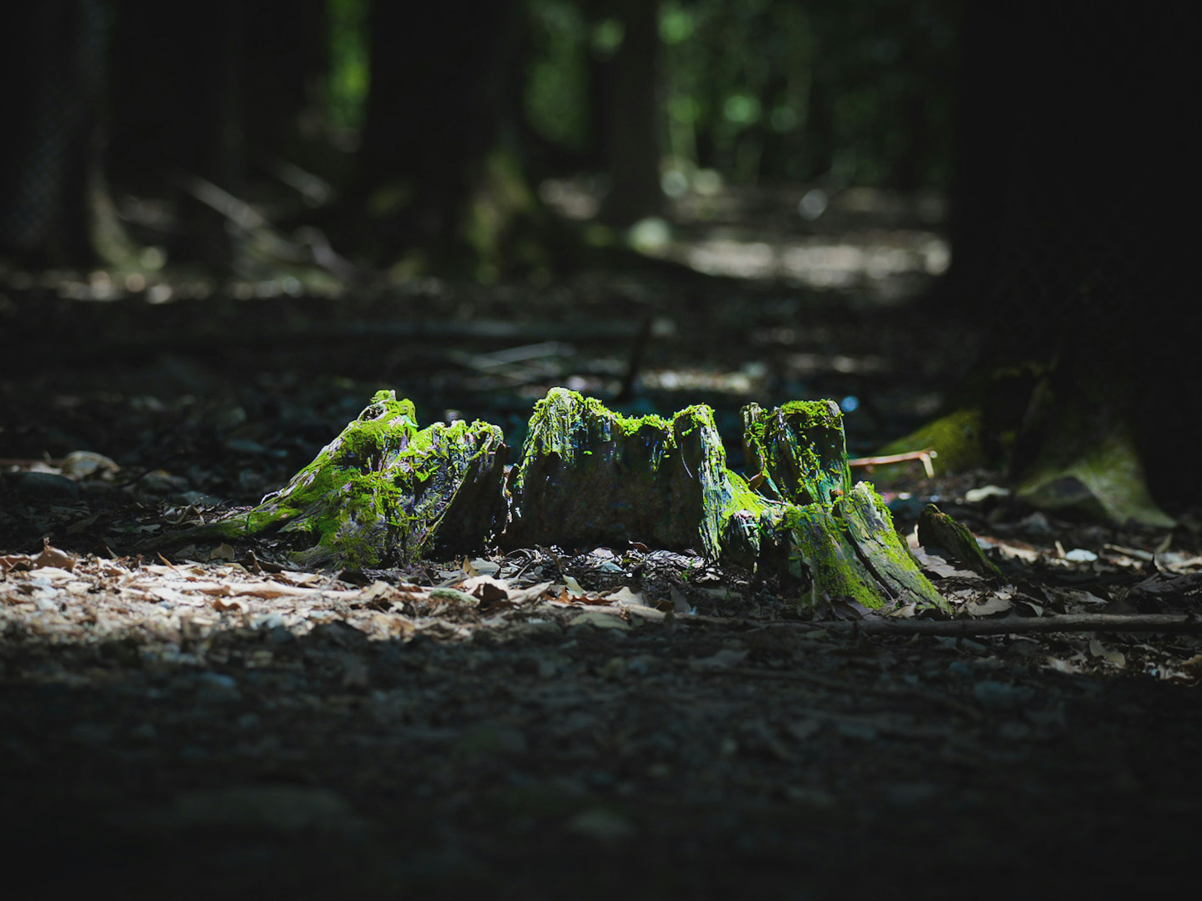 緑色の苔に覆われた木の切り株が薄暗い森の中にある