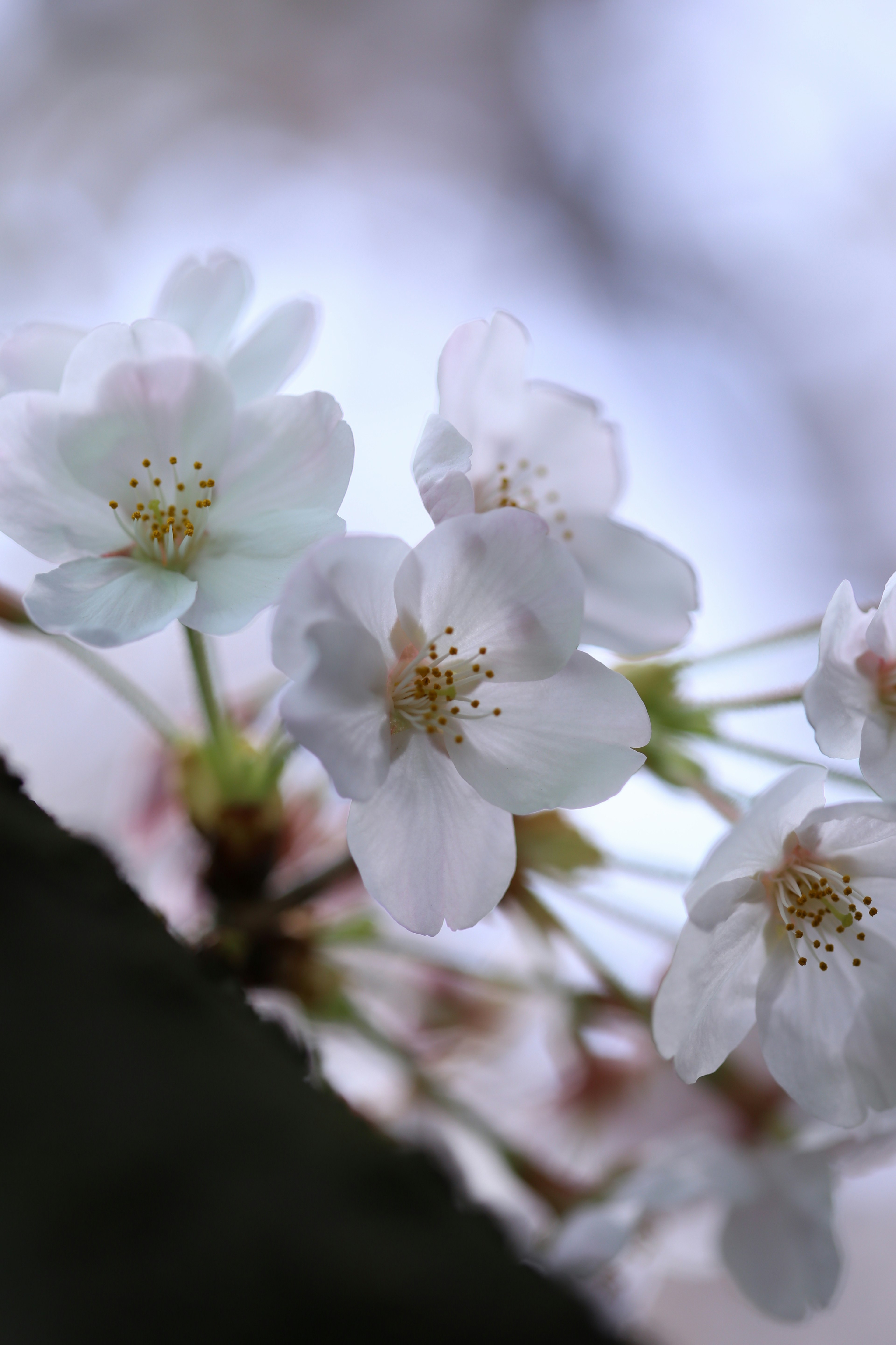 Foto indah bunga sakura putih yang mekar