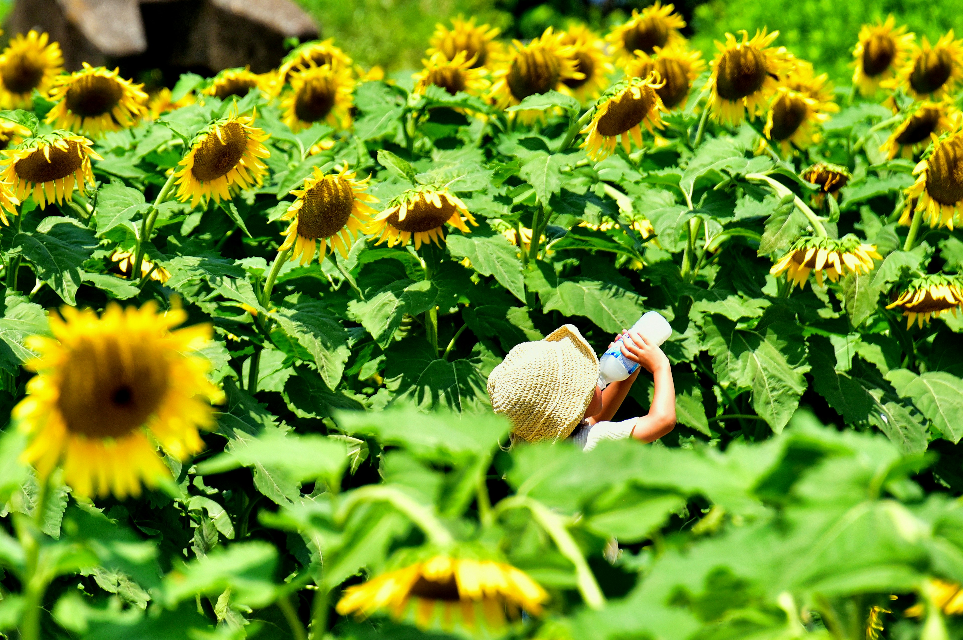 Enfant tenant un appareil photo entouré de tournesols