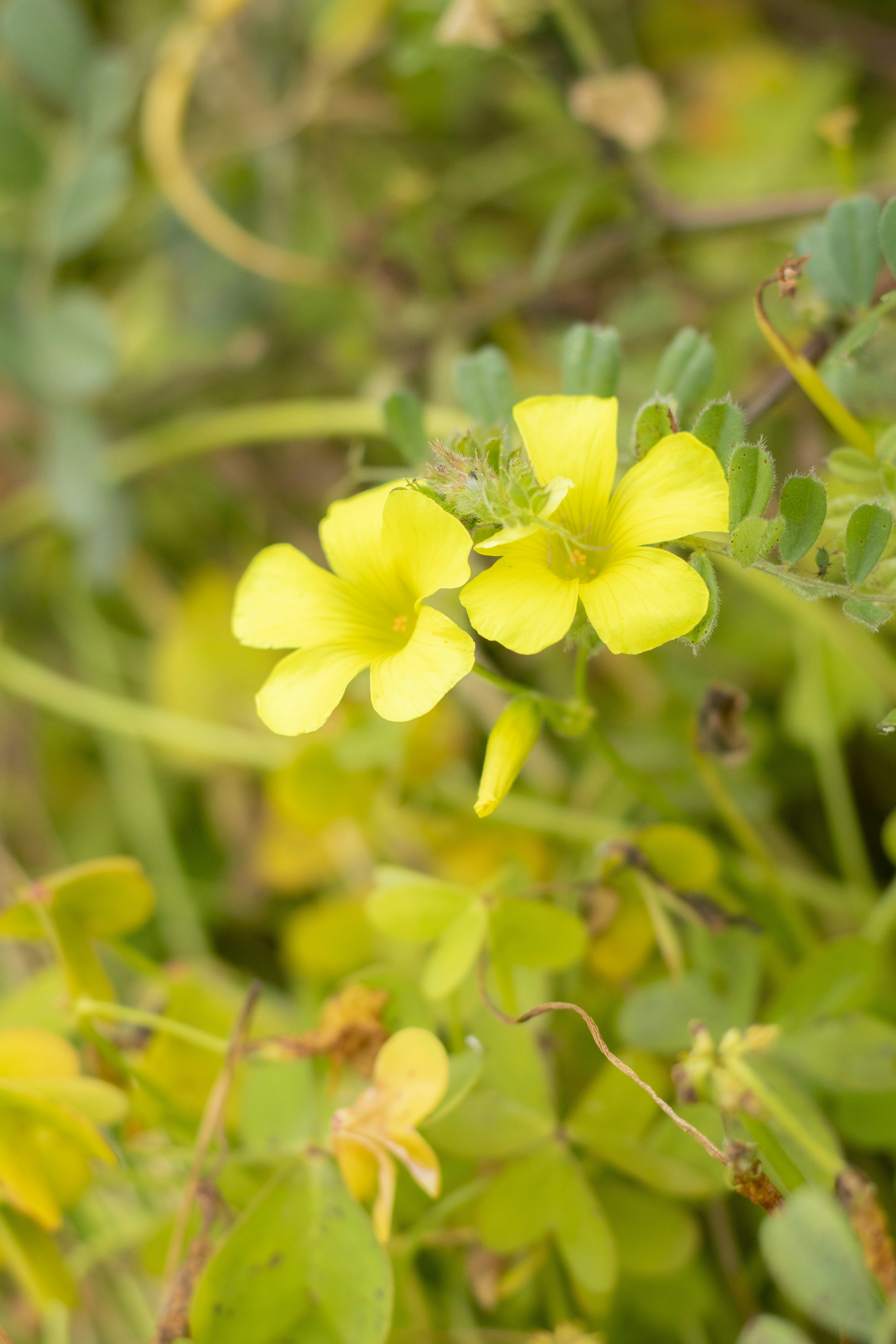 Fiori gialli brillanti tra le foglie verdi