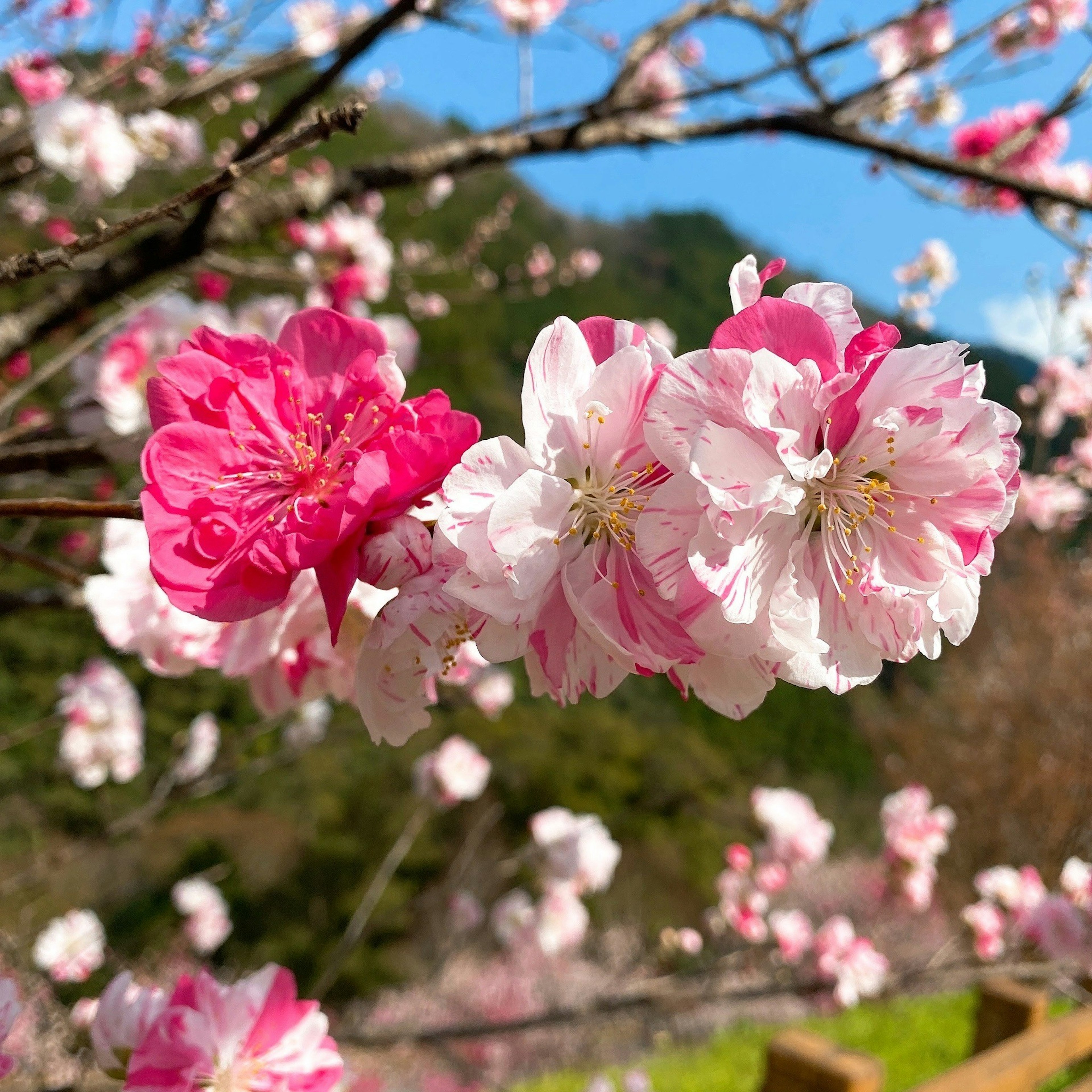 Foto vibrante di fiori di ciliegio con petali rosa e bianchi