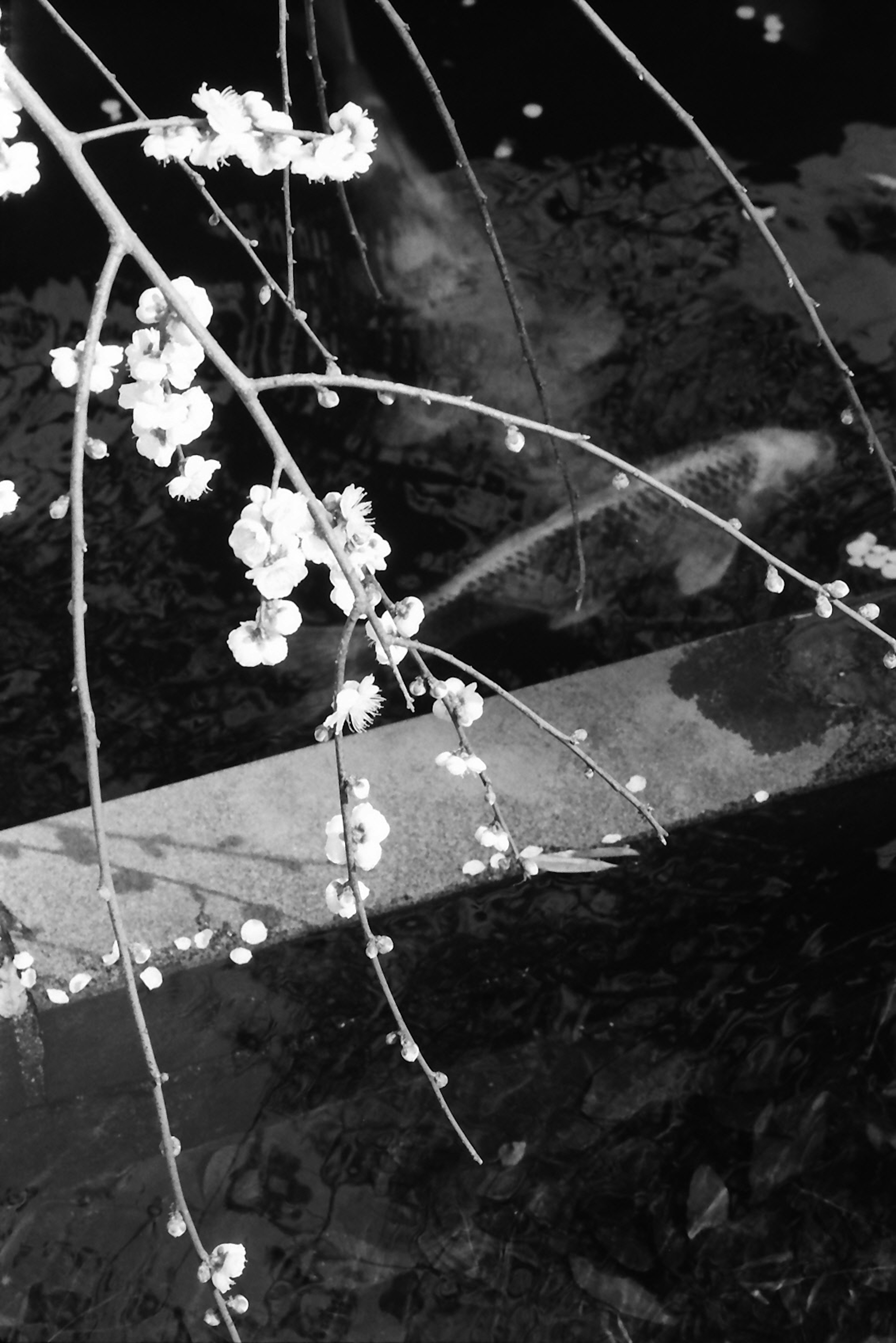 Black and white image of cherry blossom branches with flowers reflected on water