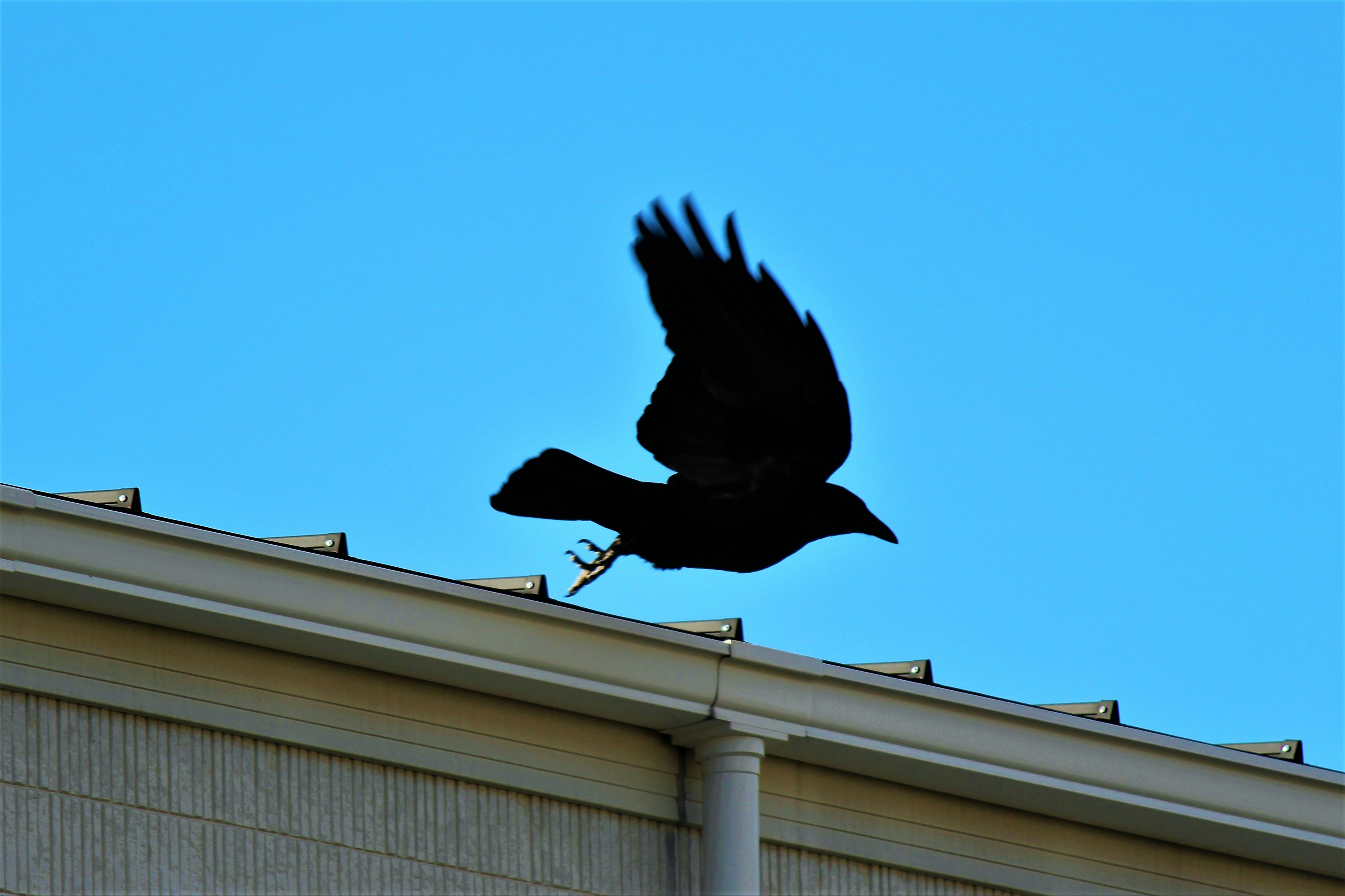 Silhouette of a black bird flying over a roof against a blue sky