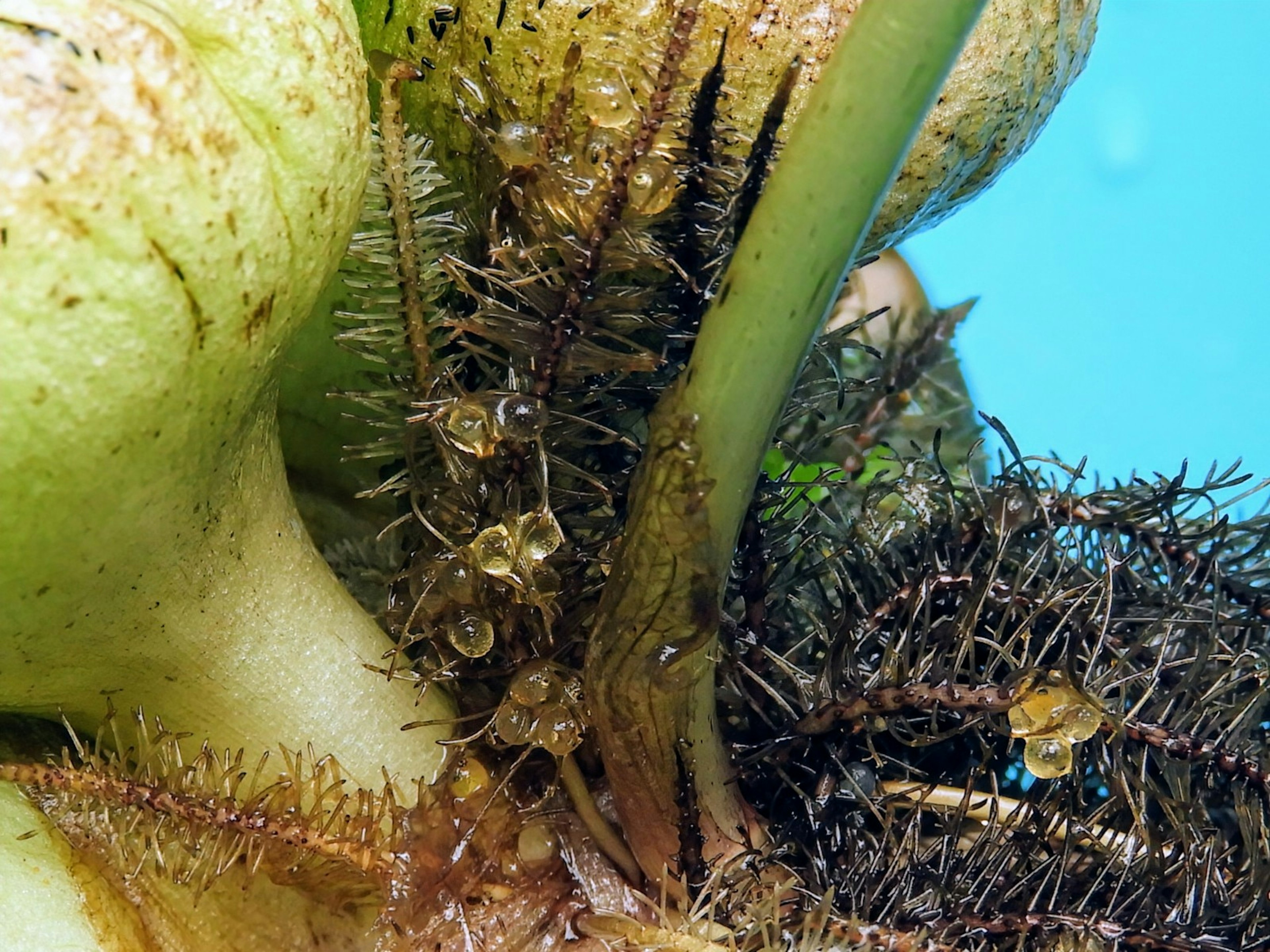 Close-up of aquatic plant showing green leaves and dark roots