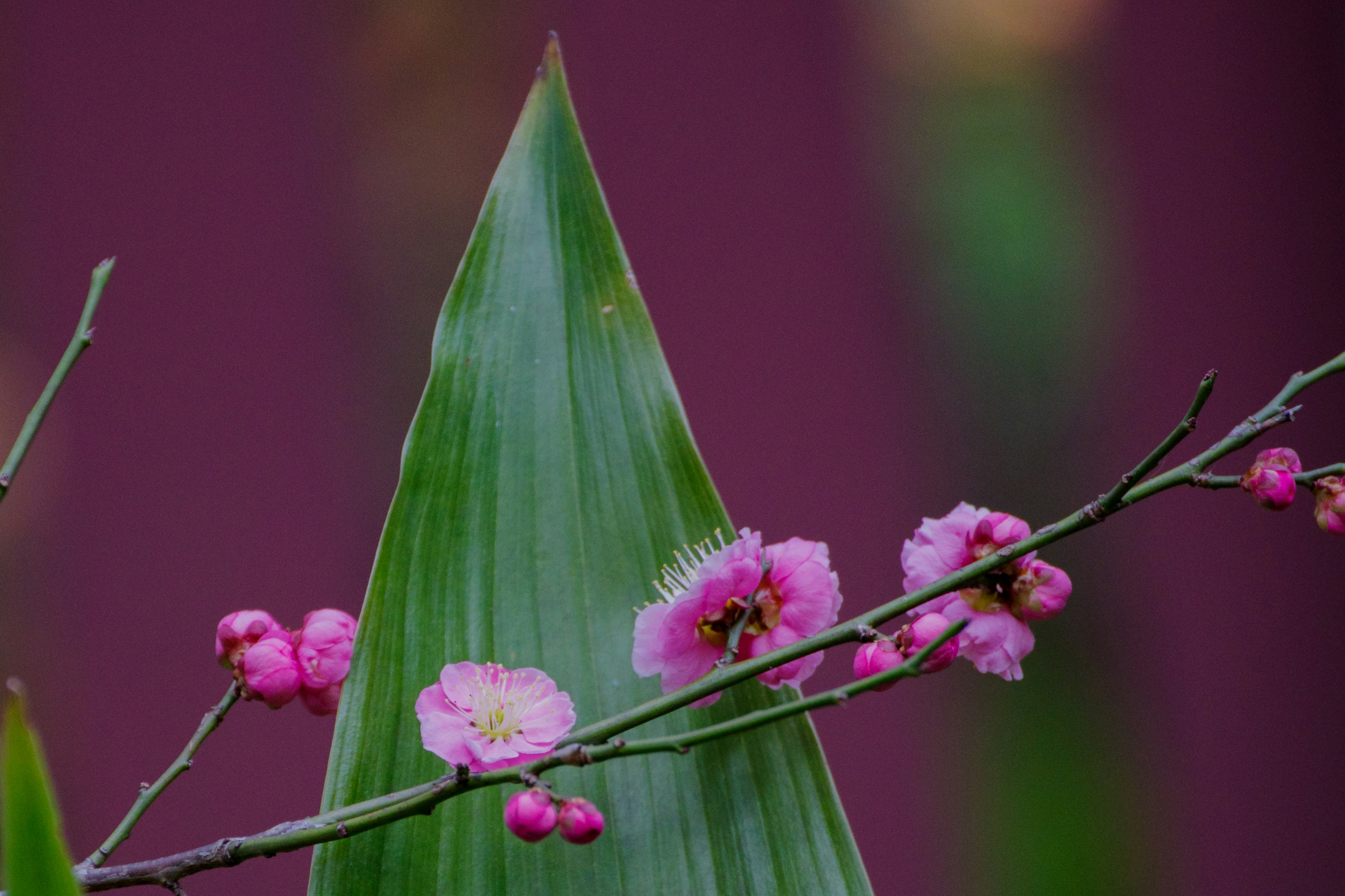 Close-up dari cabang dengan bunga merah muda dan daun hijau