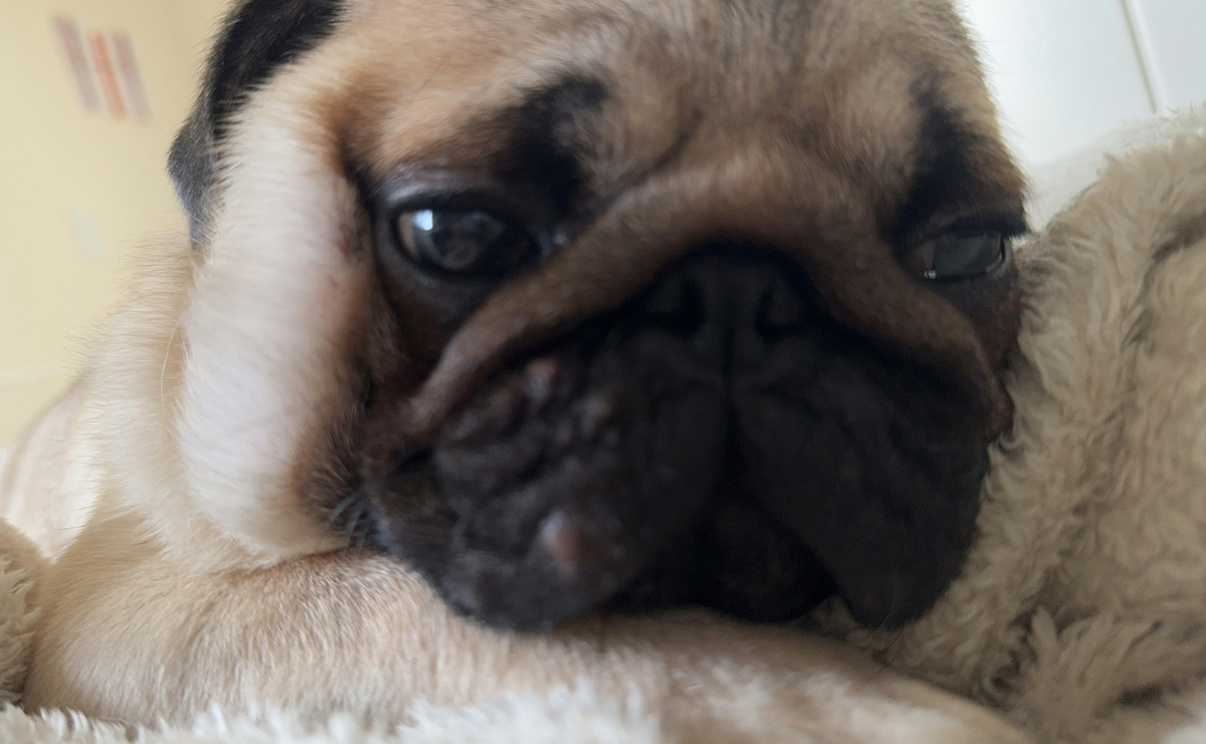 Close-up anjing pug yang sedang beristirahat dengan wajah berkerut