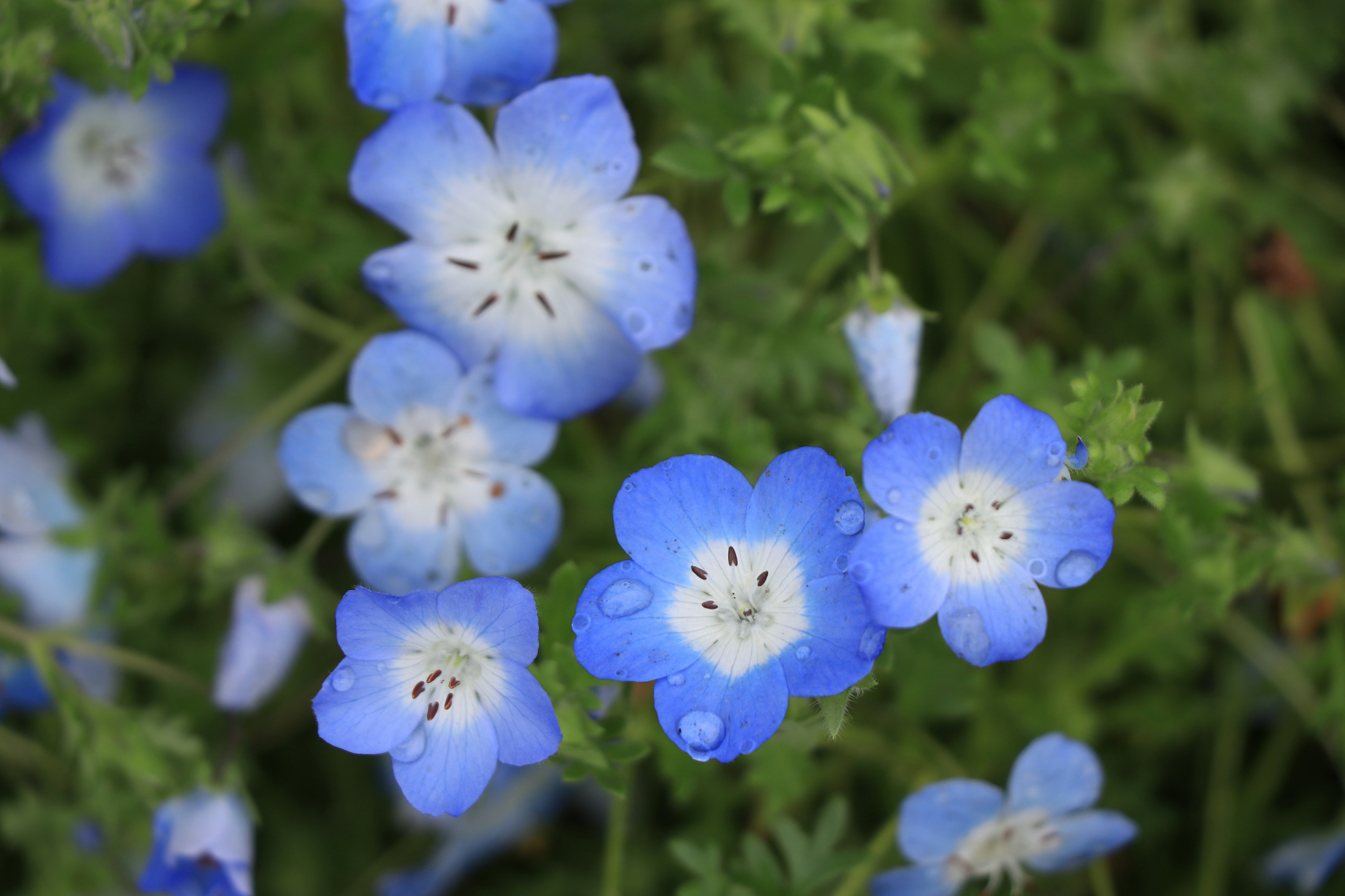 Vibrant blue flowers blooming in a lush green background