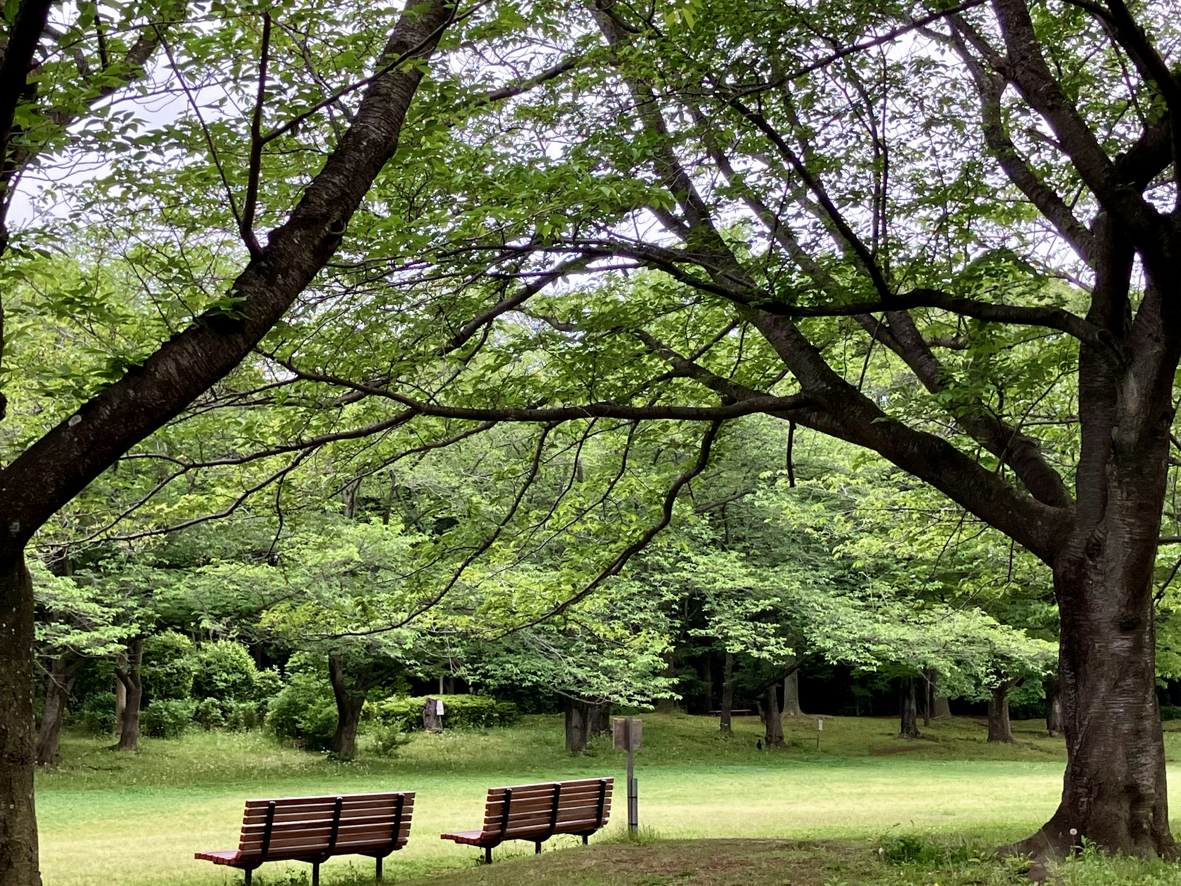 Benches under lush green trees in a park