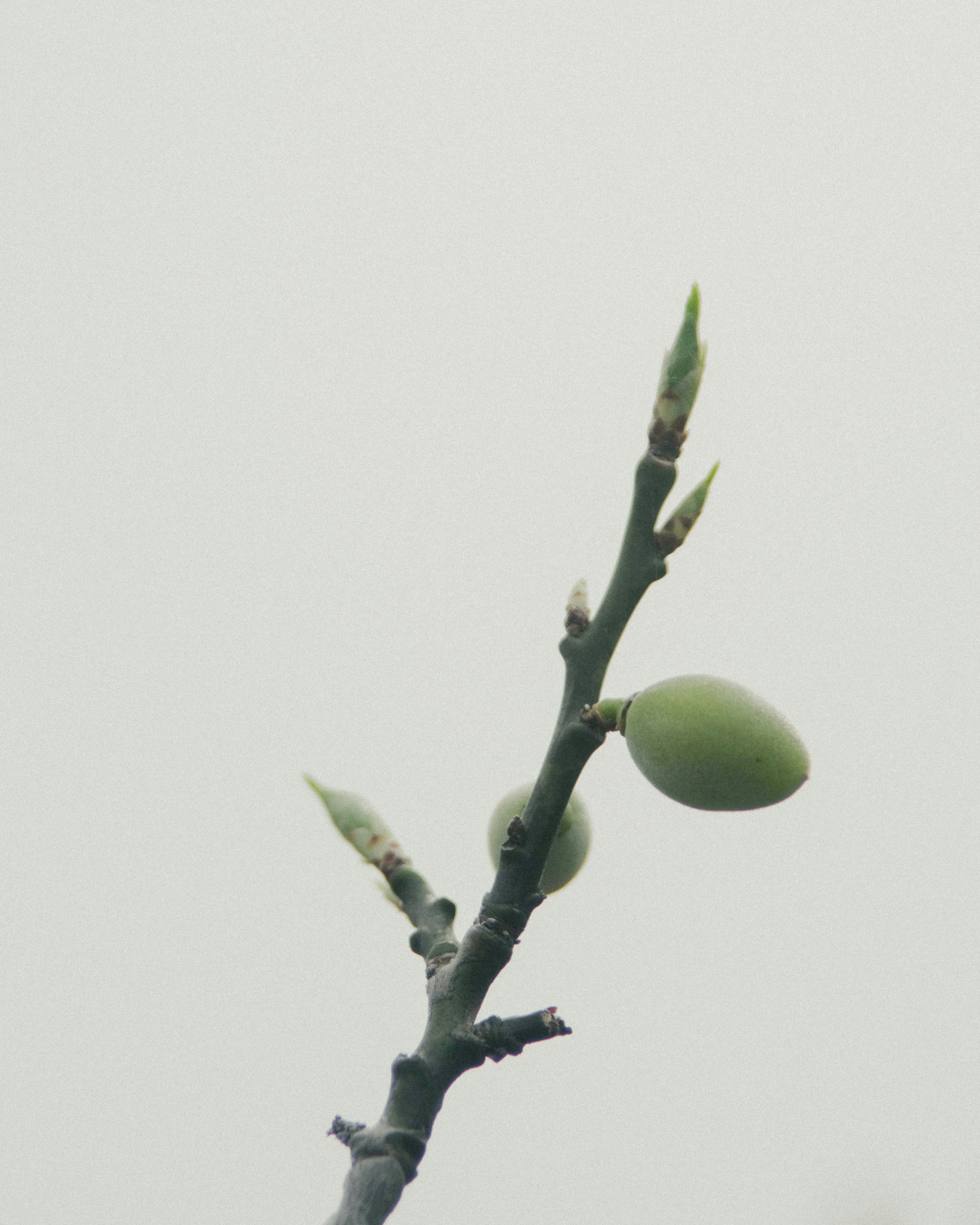 細い枝に小さな緑の実と新芽が見えるシンプルな自然の画像