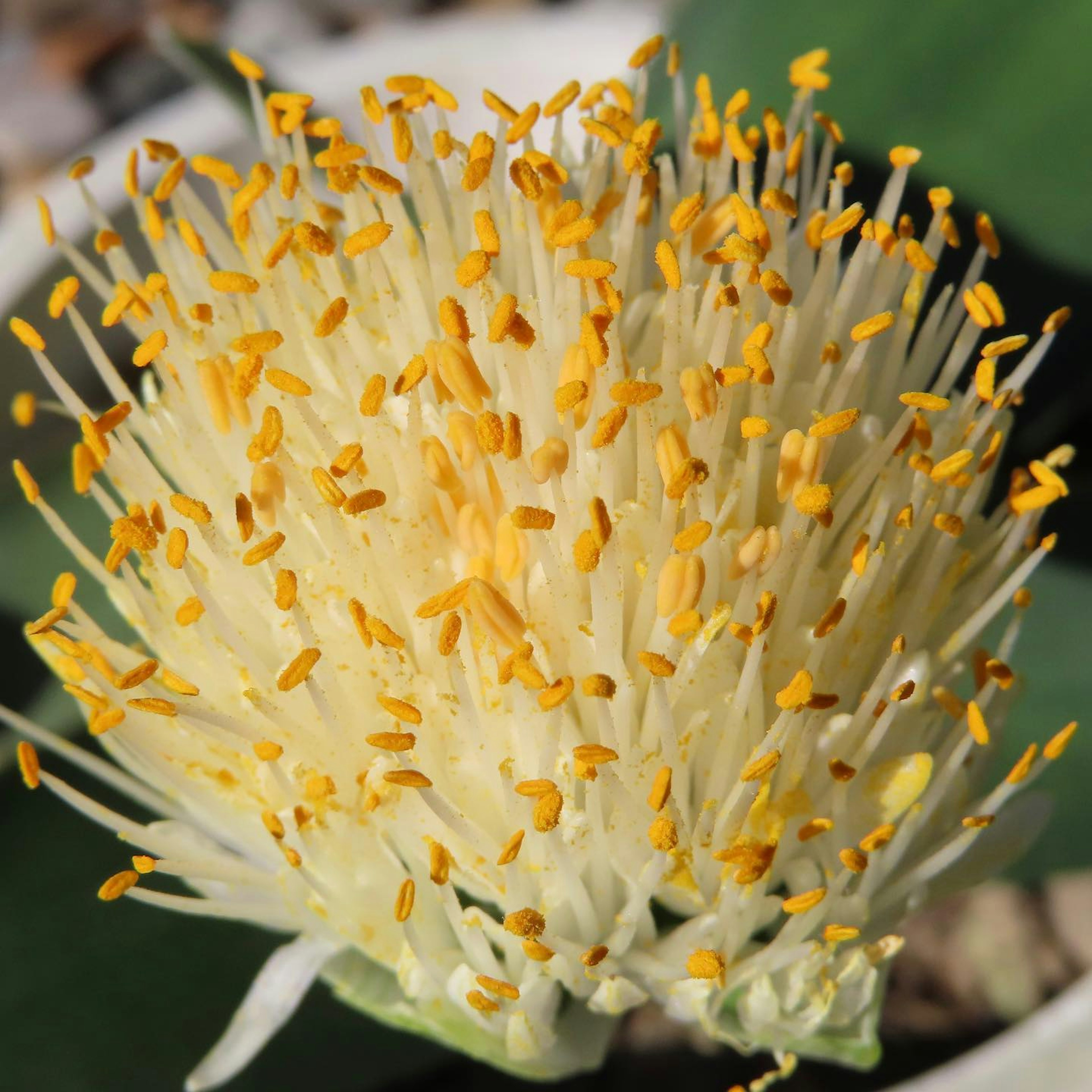 Close-up of a unique flower with yellow stamens