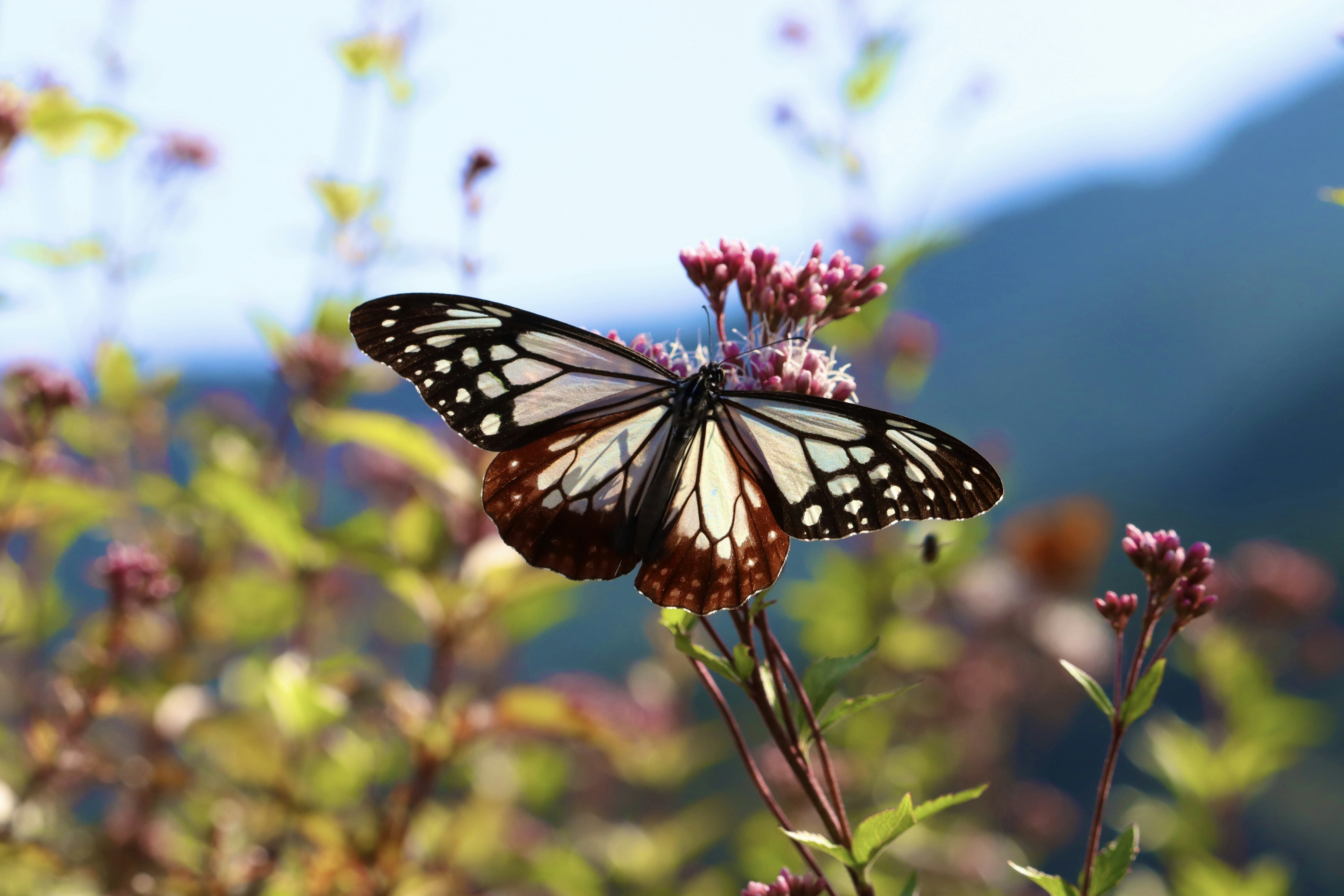 Una bellissima farfalla posata su un fiore