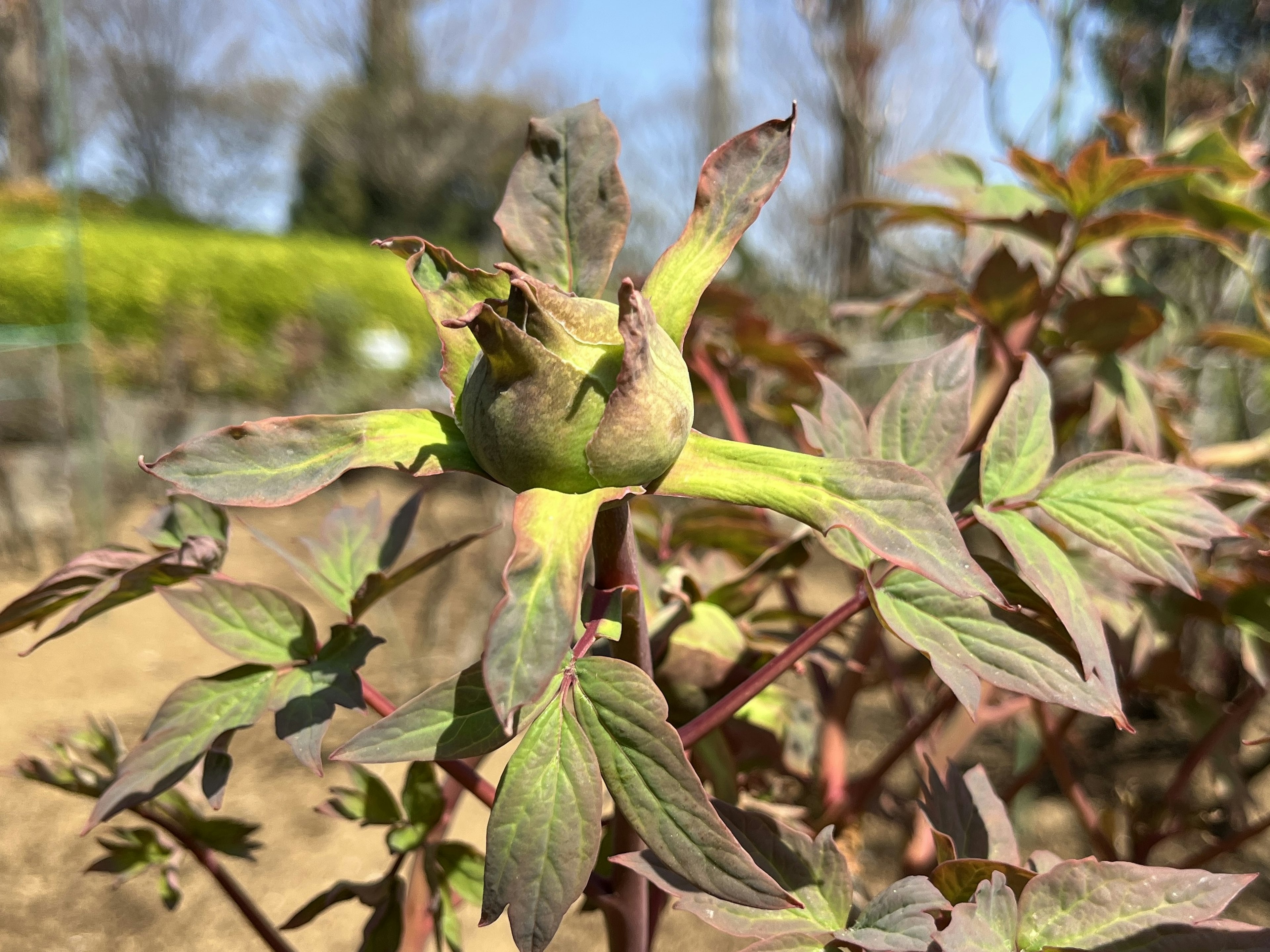 Close-up of a plant bud and leaves featuring green and purple hues