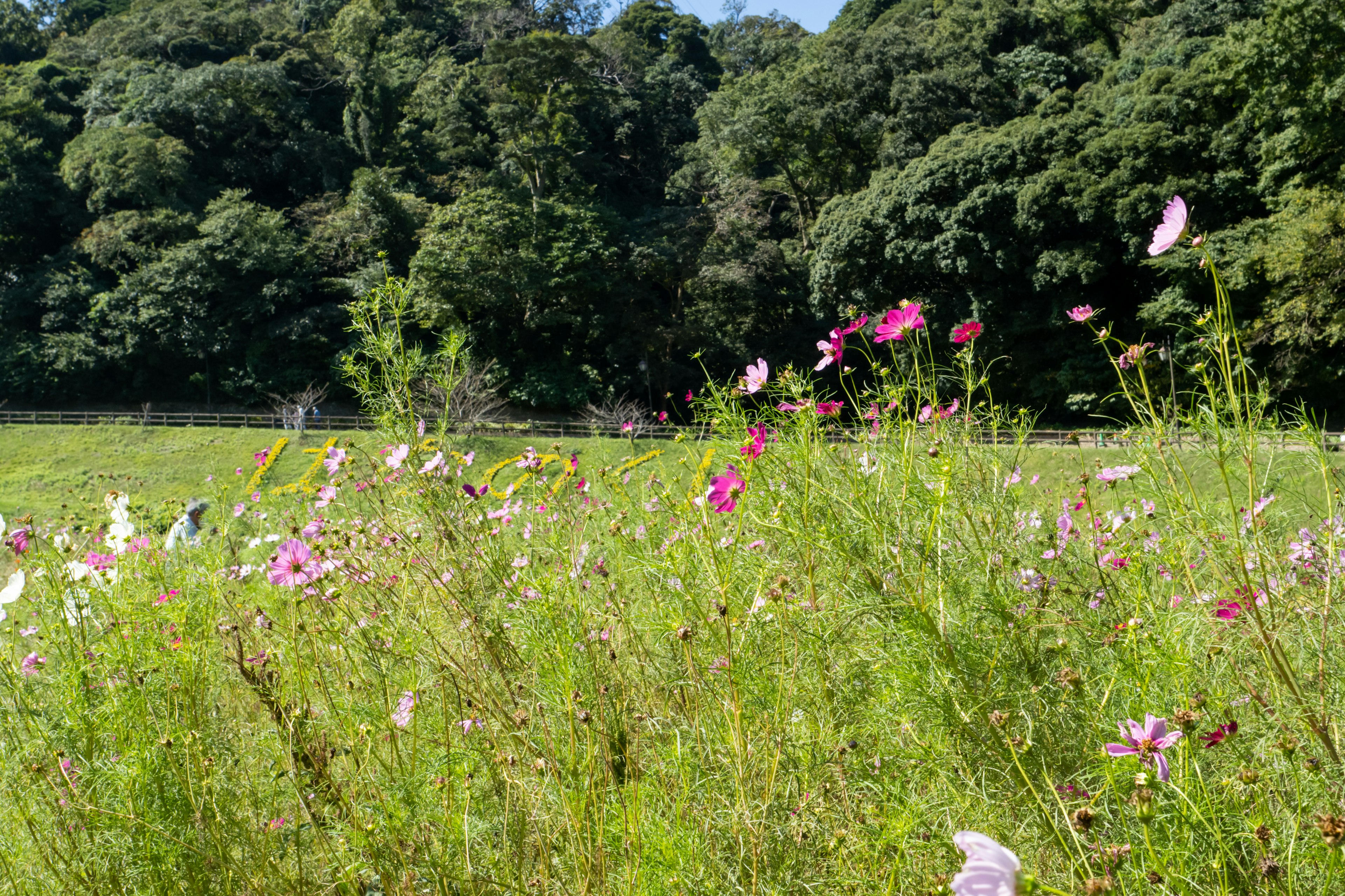 緑の背景に咲く色とりどりの草花