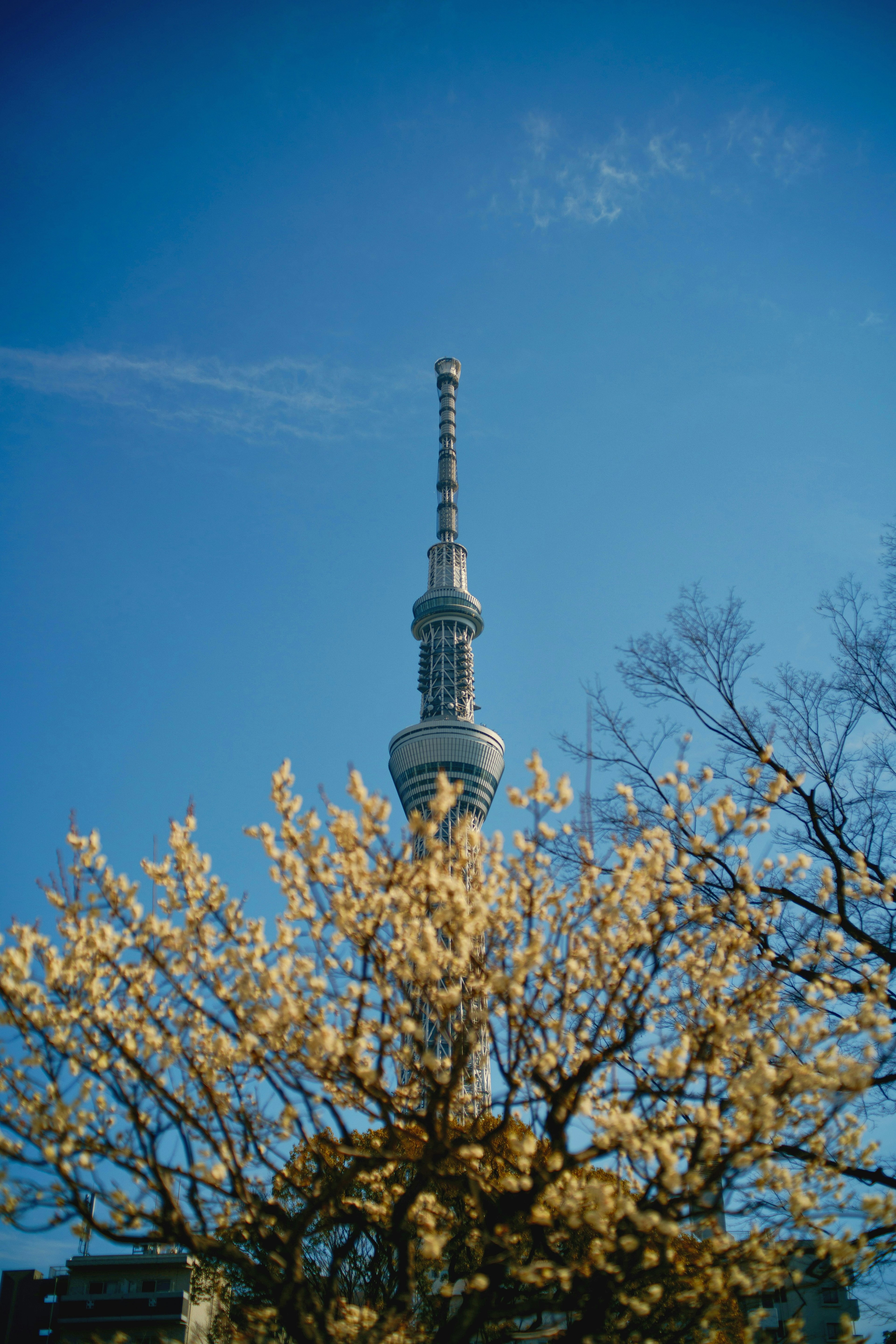 Tokyo Skytree vươn lên trên cây anh đào nở hoa dưới bầu trời xanh trong