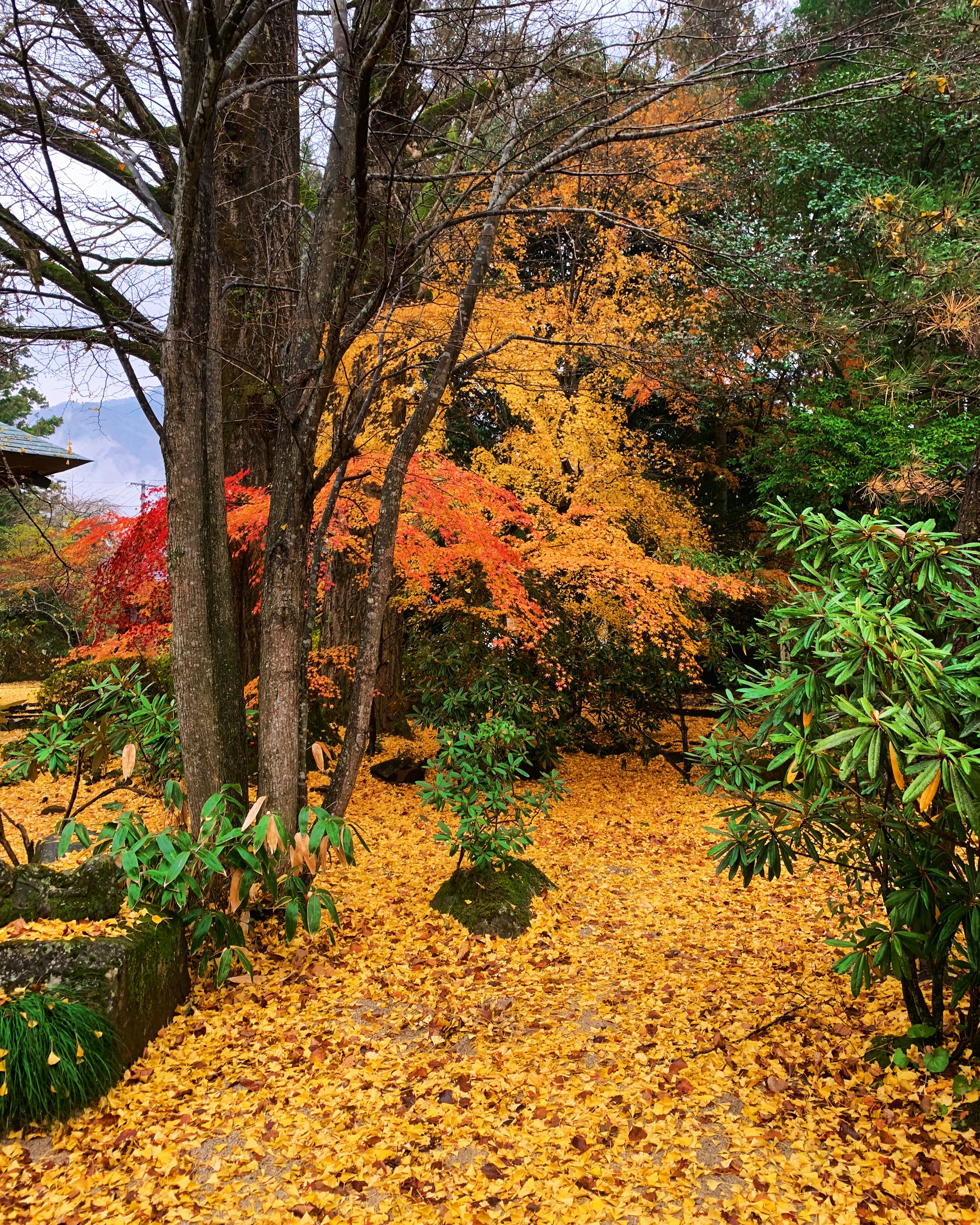 Hermoso paisaje de jardín en otoño con suelo cubierto de hojas amarillas y naranjas plantas verdes árboles altos