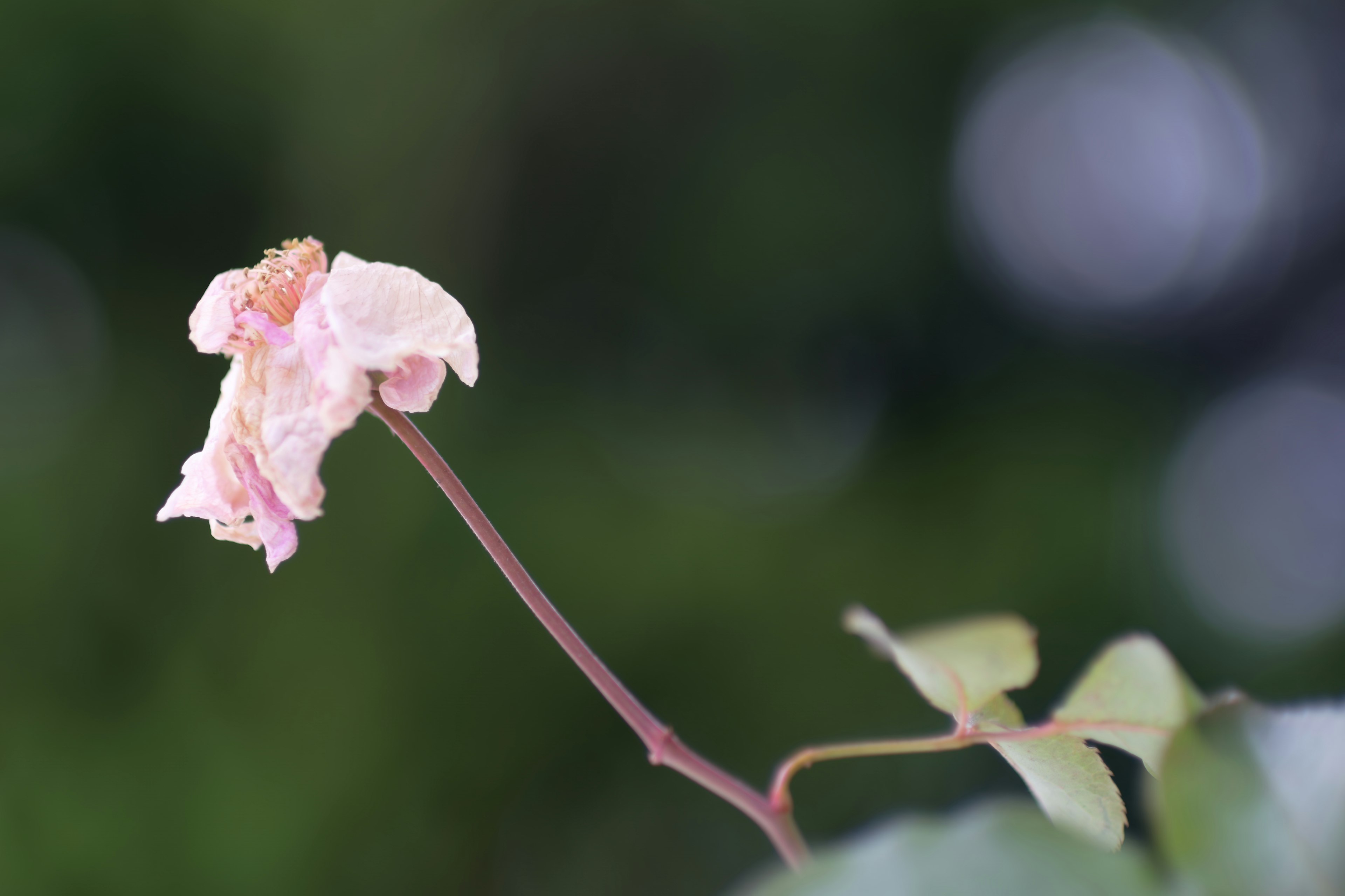 薄いピンクの花が咲いている枝と緑の背景