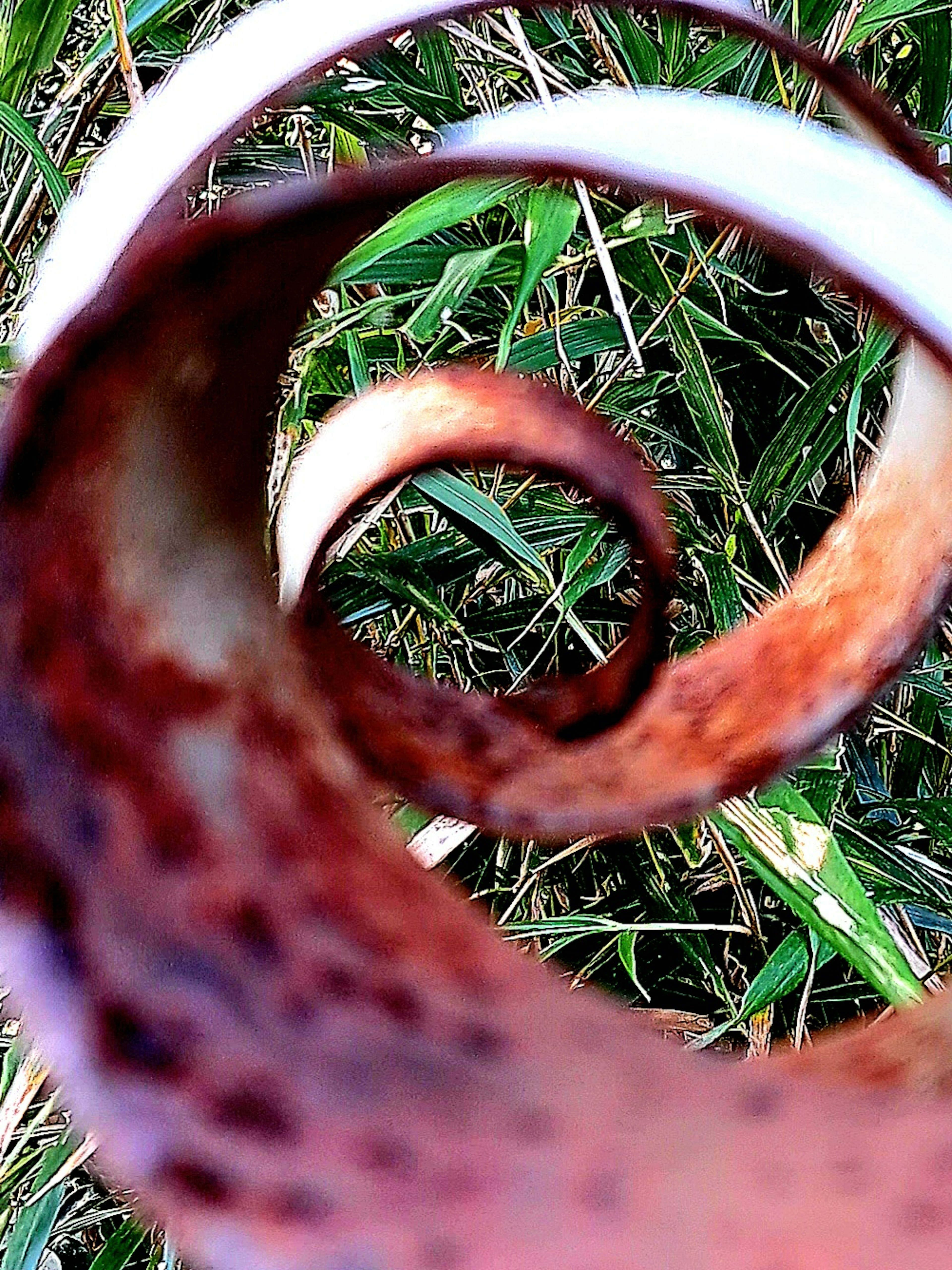 A spiraled brown plant leaf resting on green grass