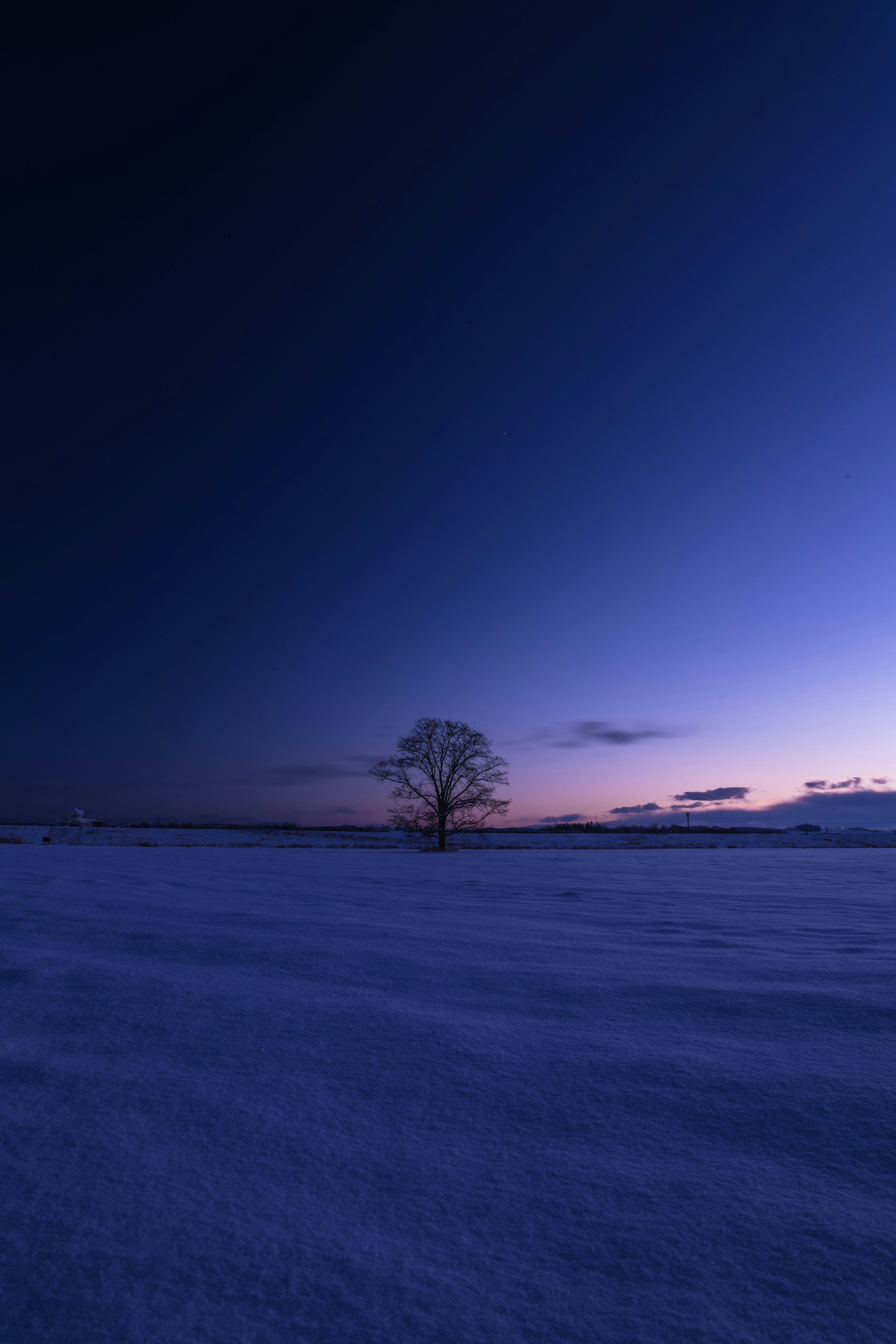 Árbol solitario en un paisaje cubierto de nieve bajo un cielo crepuscular