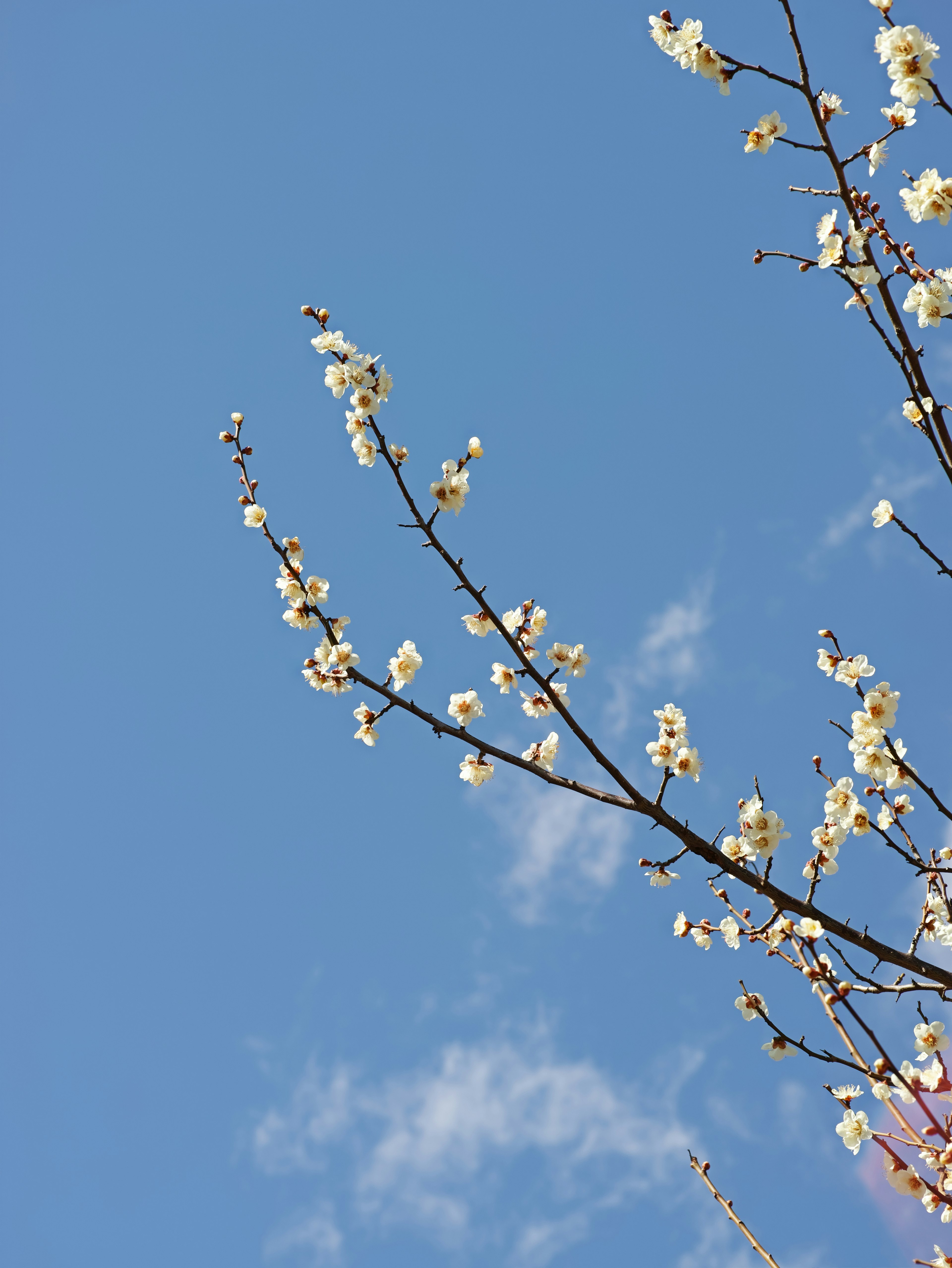 Branches with white flowers against a blue sky