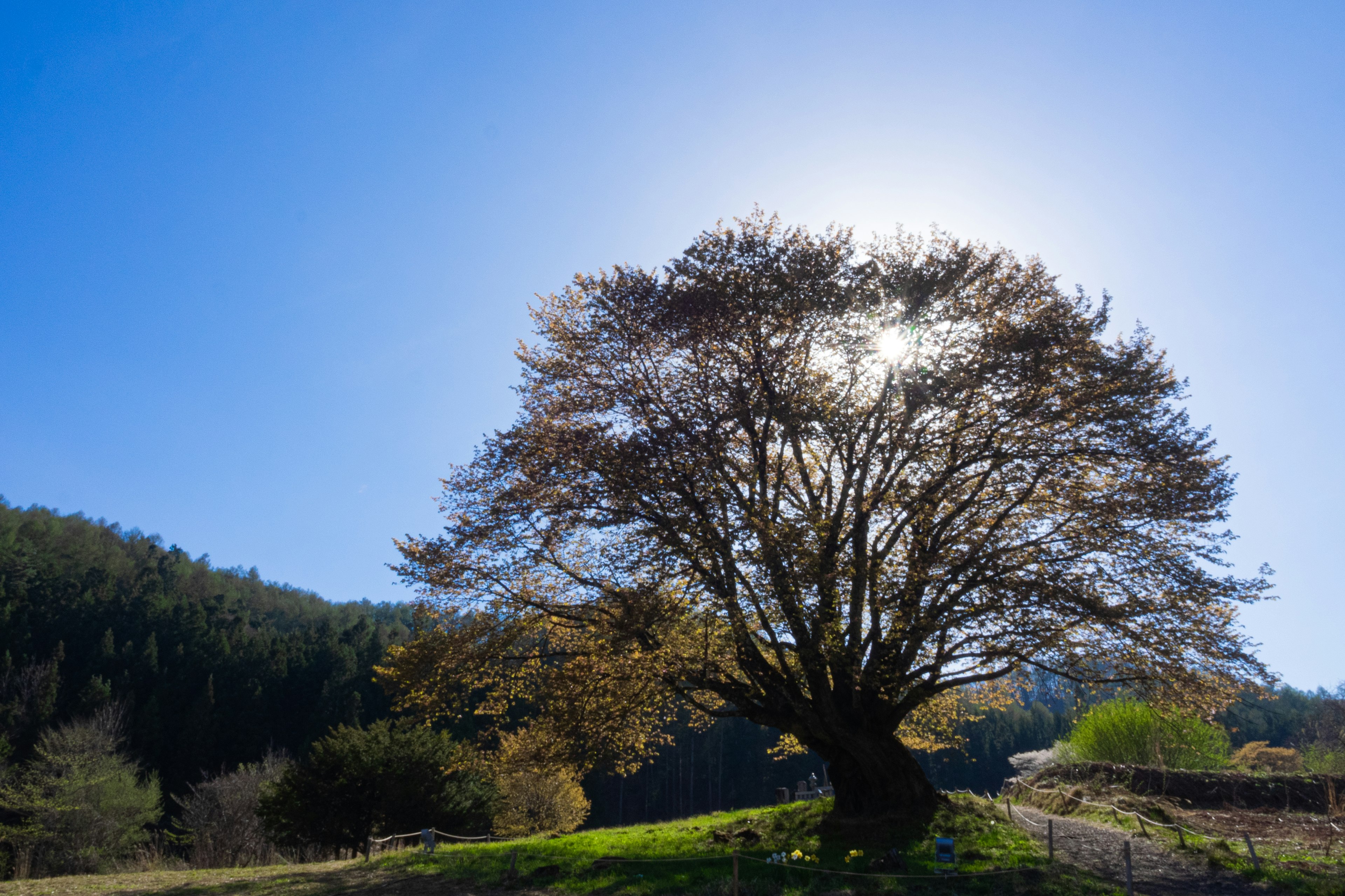 Silhouette of a large tree under a blue sky with surrounding greenery