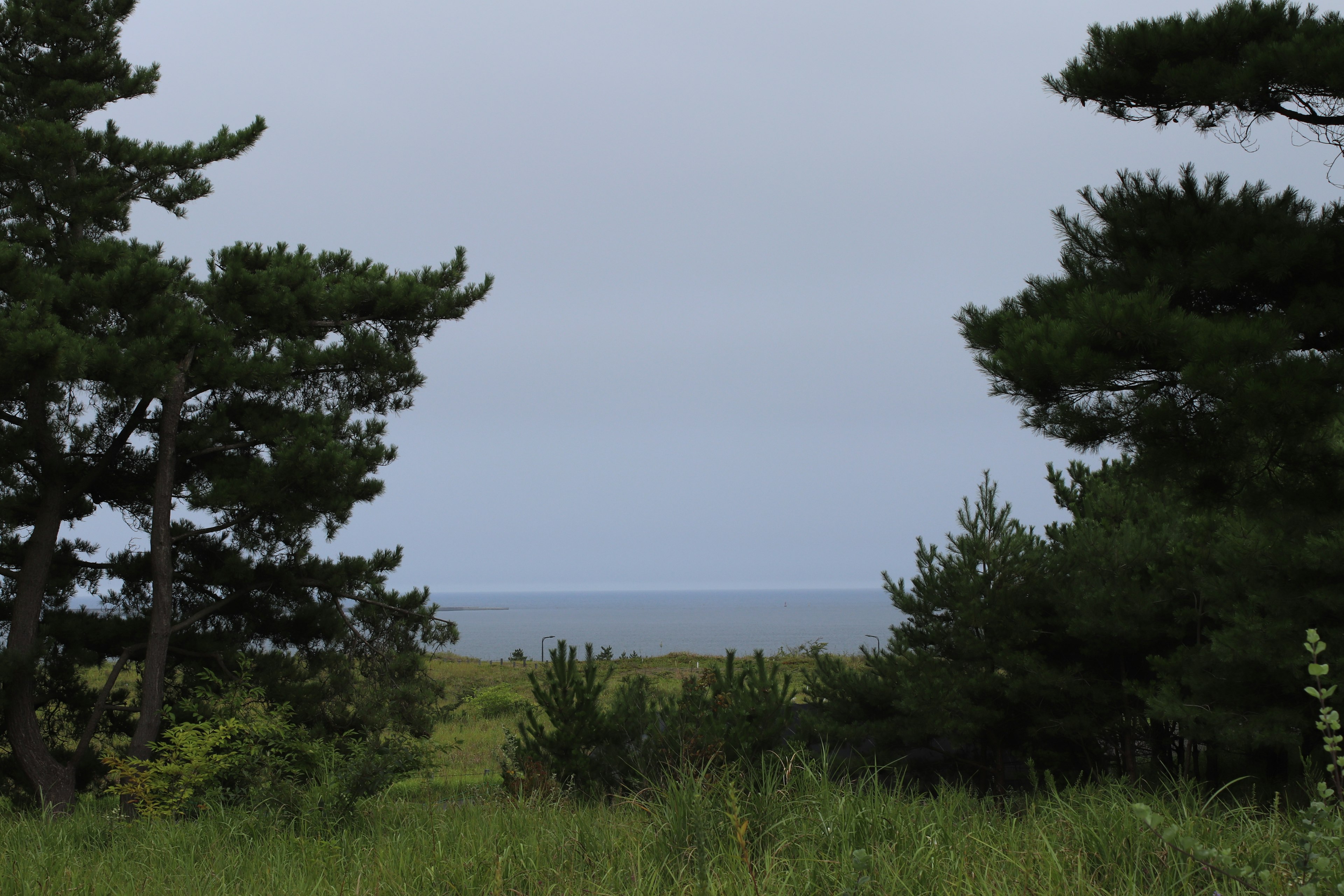 Vue pittoresque de l'océan encadrée par des arbres