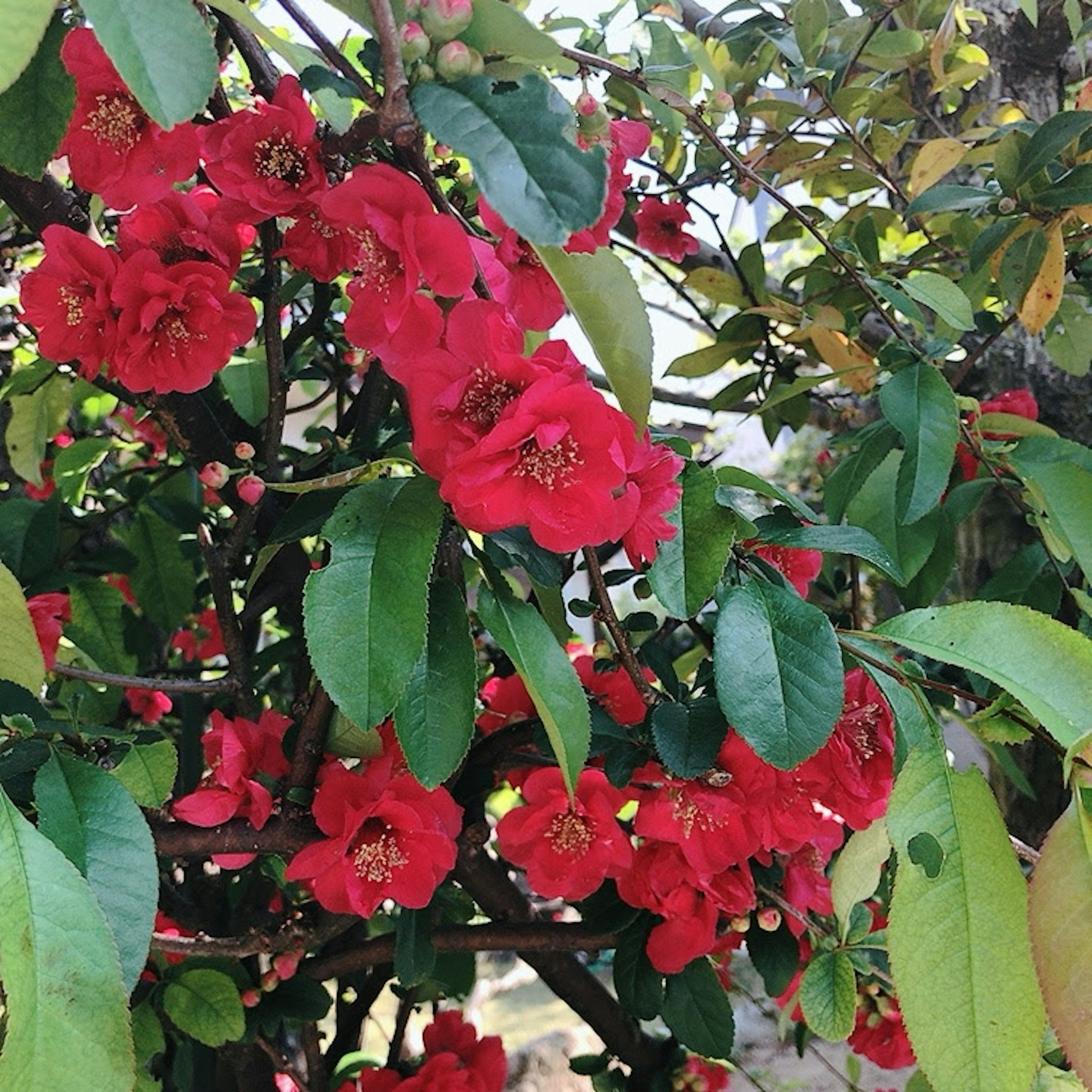 Cabang pohon berbunga dengan bunga merah cerah dan daun hijau