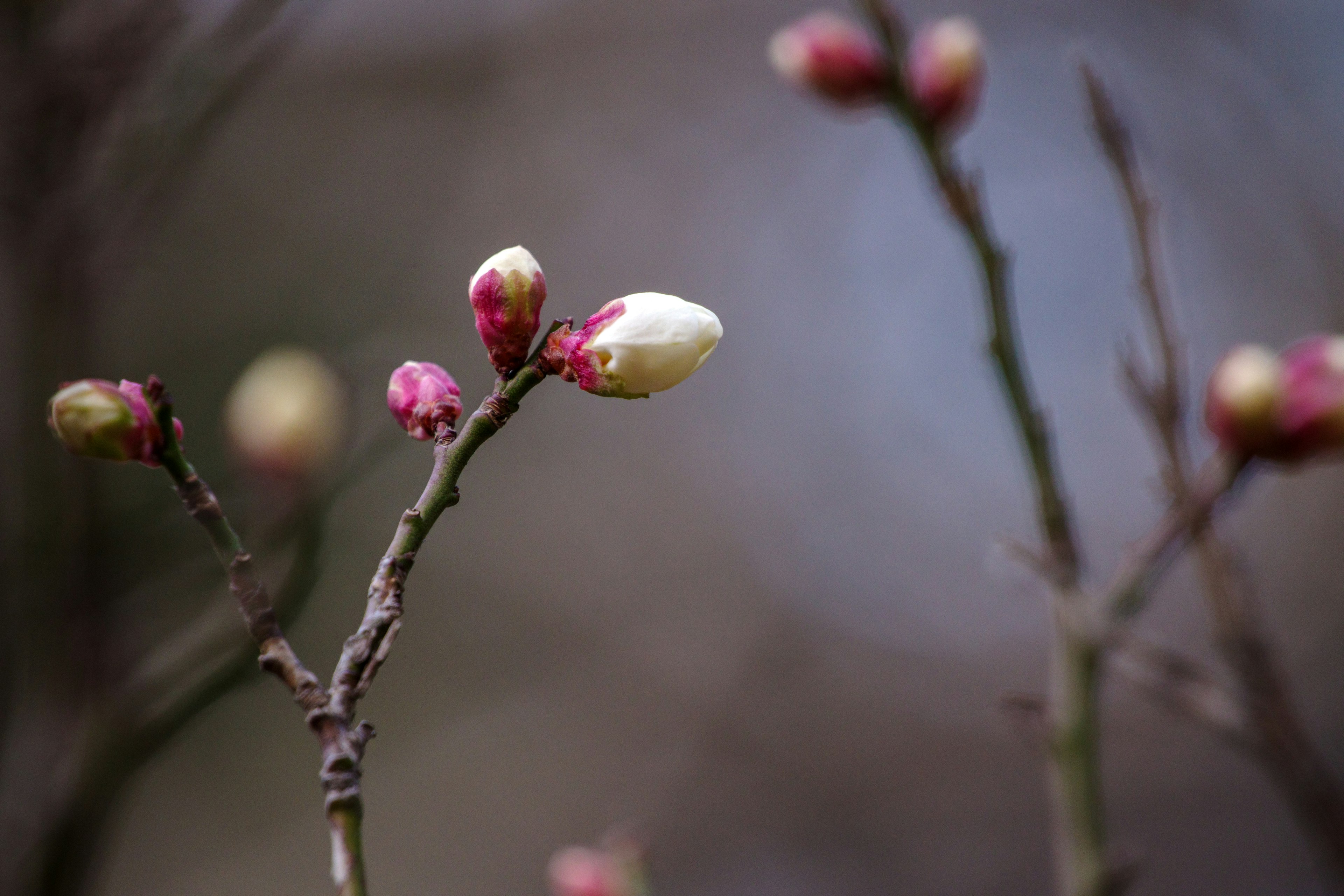 Nahaufnahme von Baumzweigen mit Knospen und hell gefärbten Blütenblättern