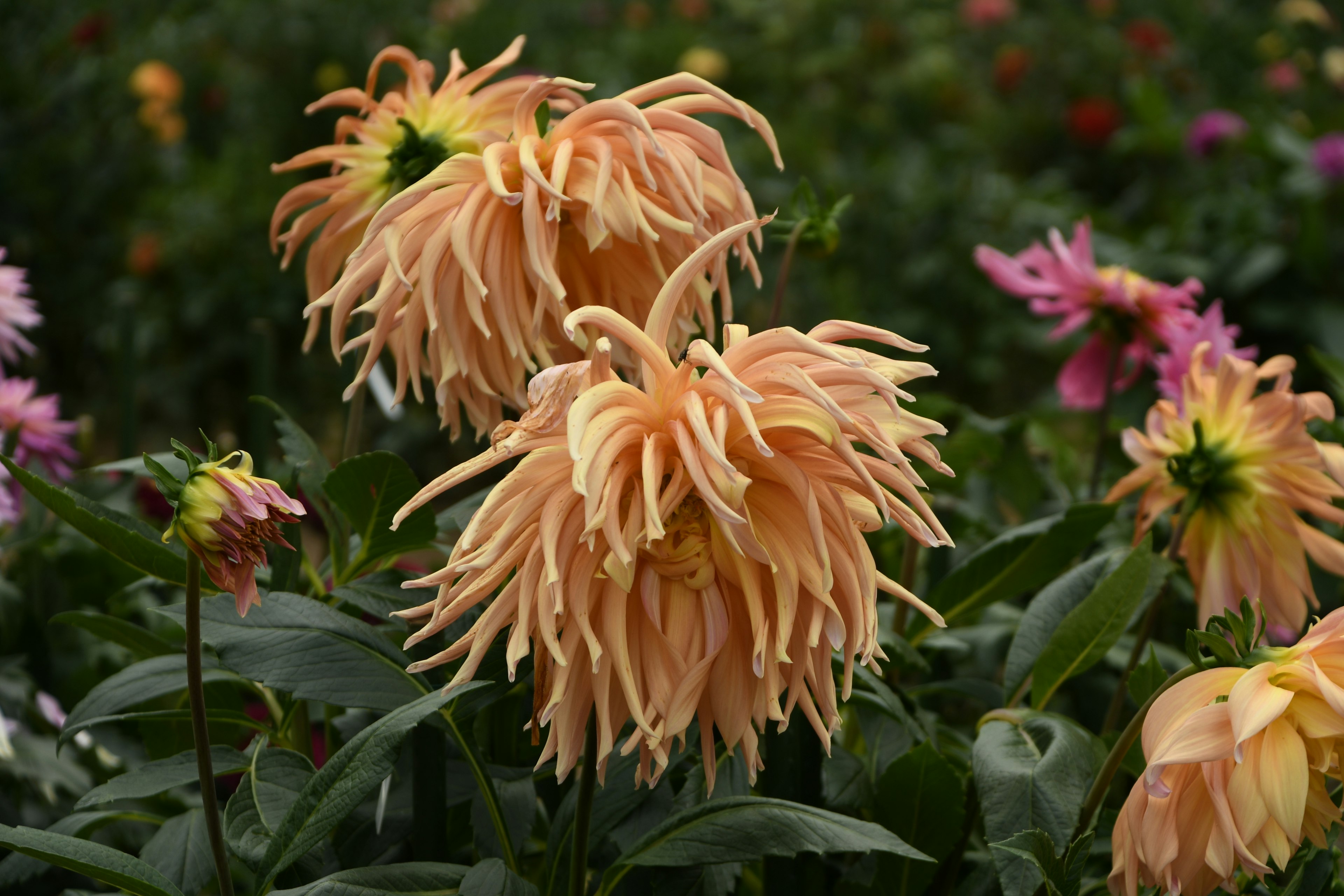 オレンジ色のダリアの花が特徴的な庭の景色