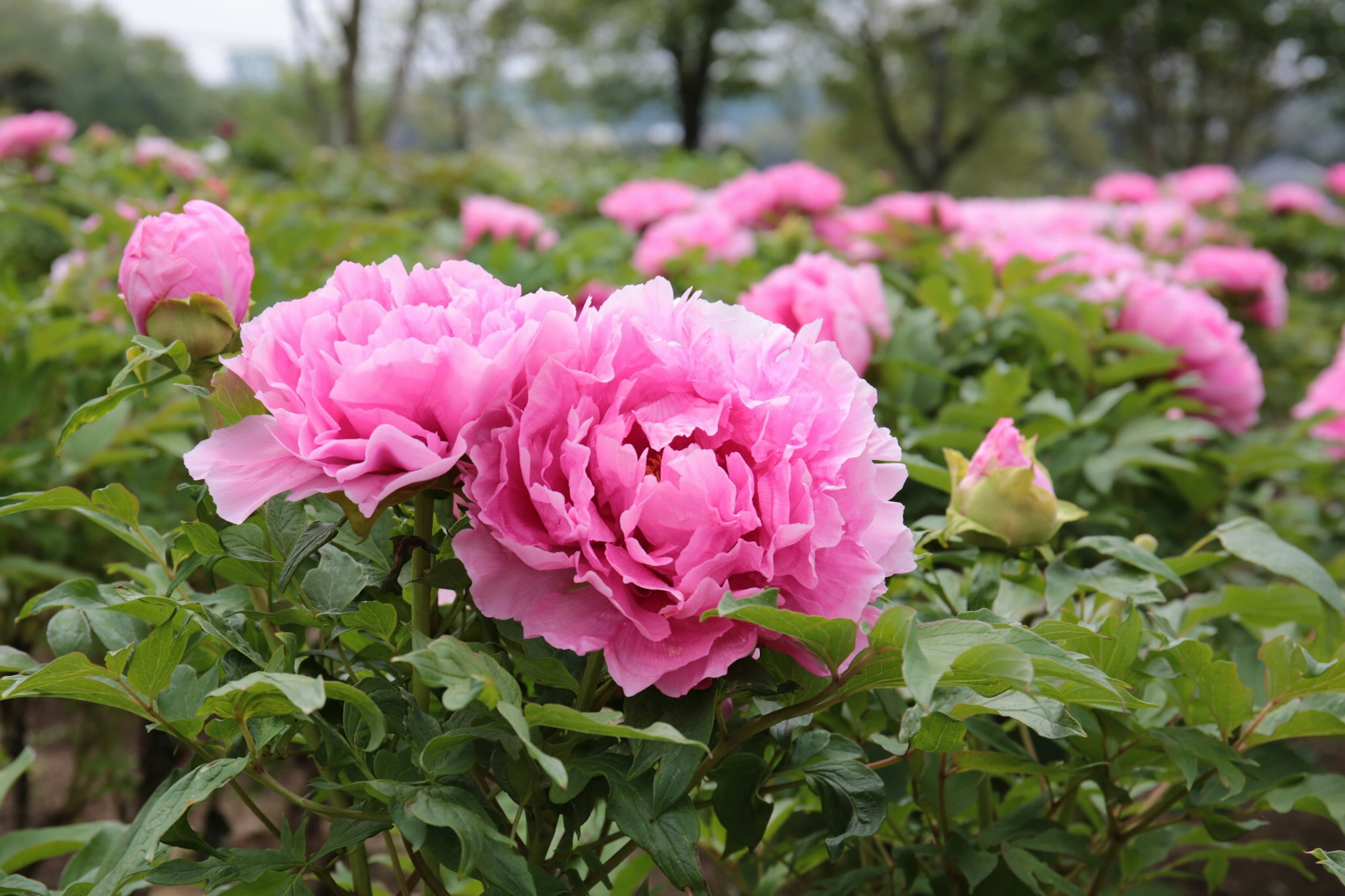 Bunga peony pink cerah mekar di taman